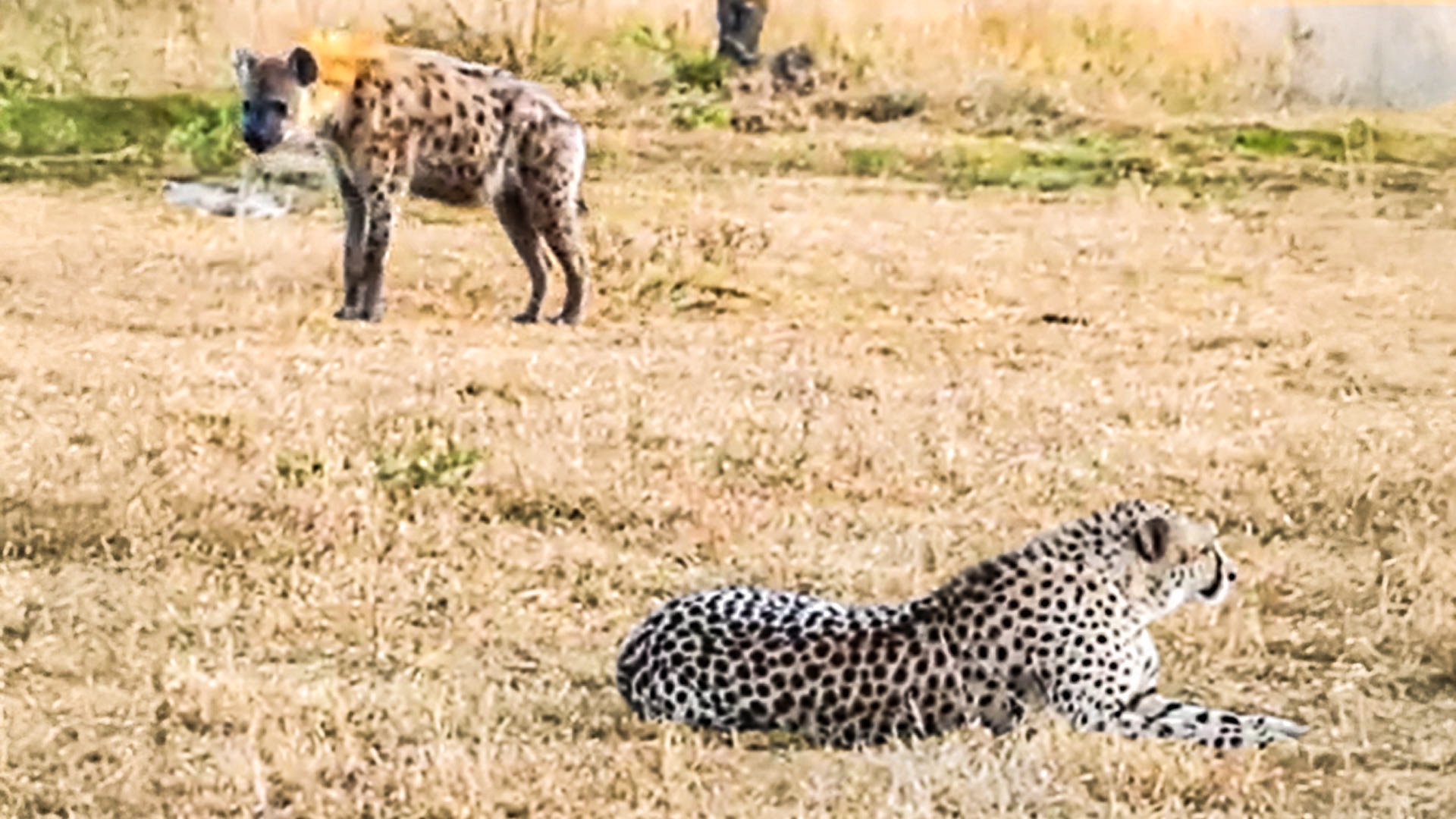 Hyena Sneaks Up On Distracted Cheetah