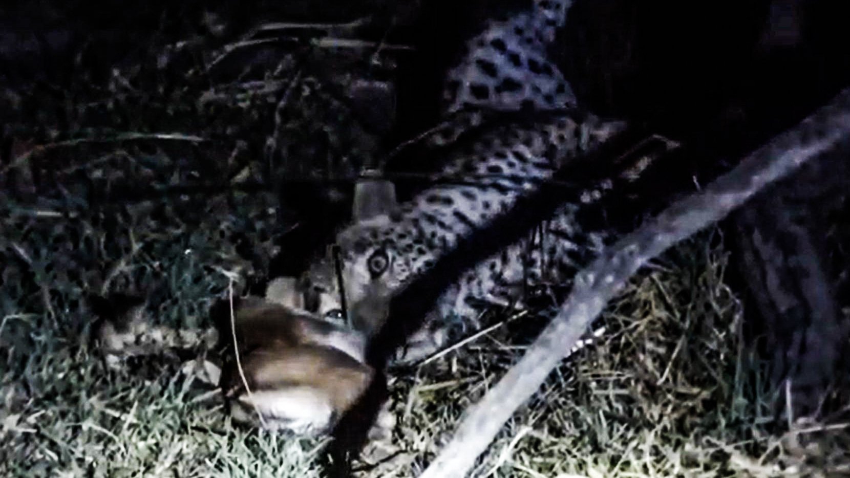 Impala Lamb Frozen By Leopard’s Stare