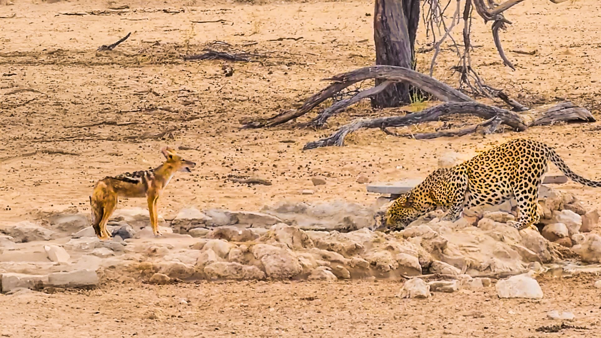 Jackal Taunts Resting Leopard In Shade
