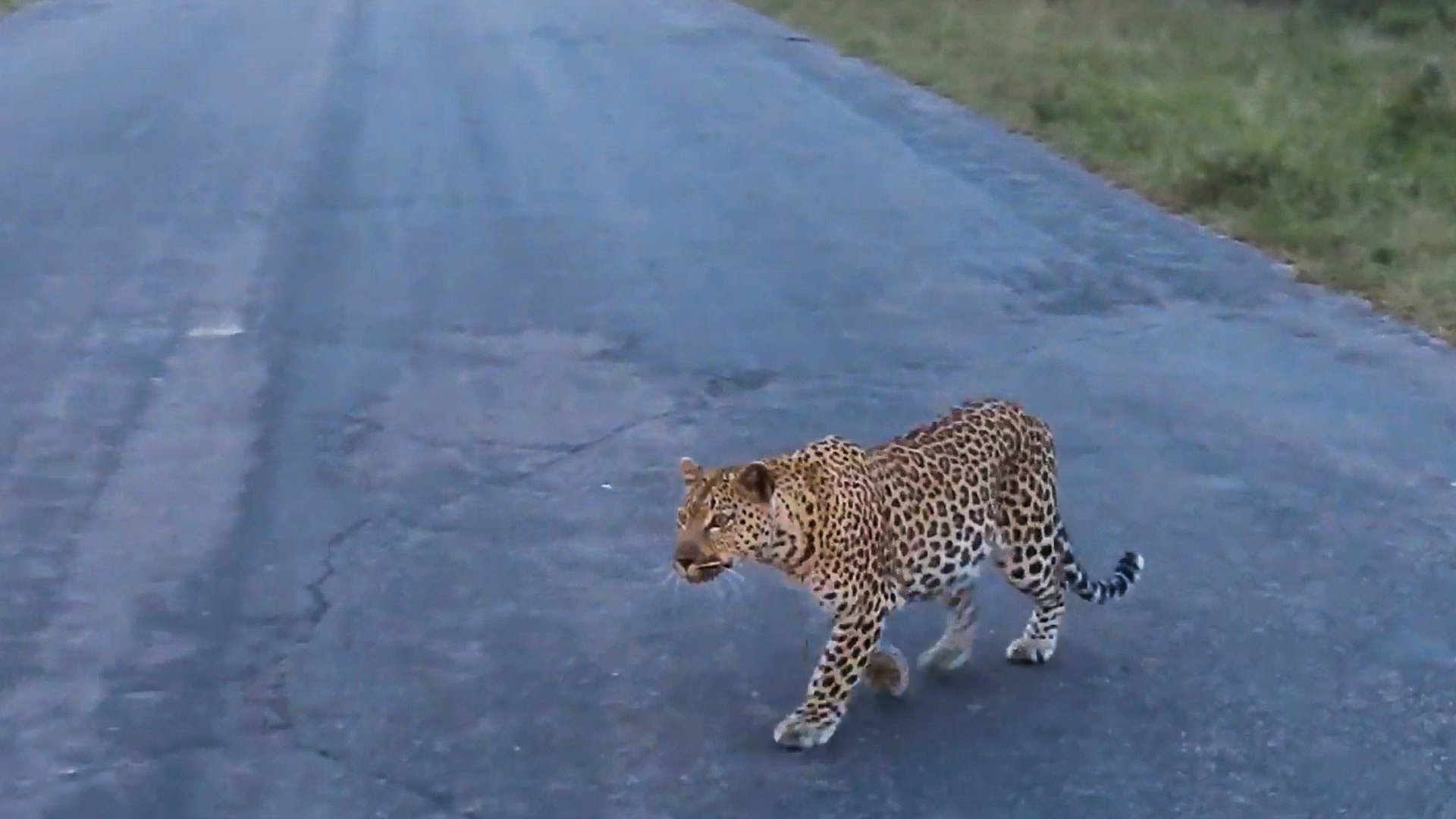 Leopard Hunts Impala Right On The Road