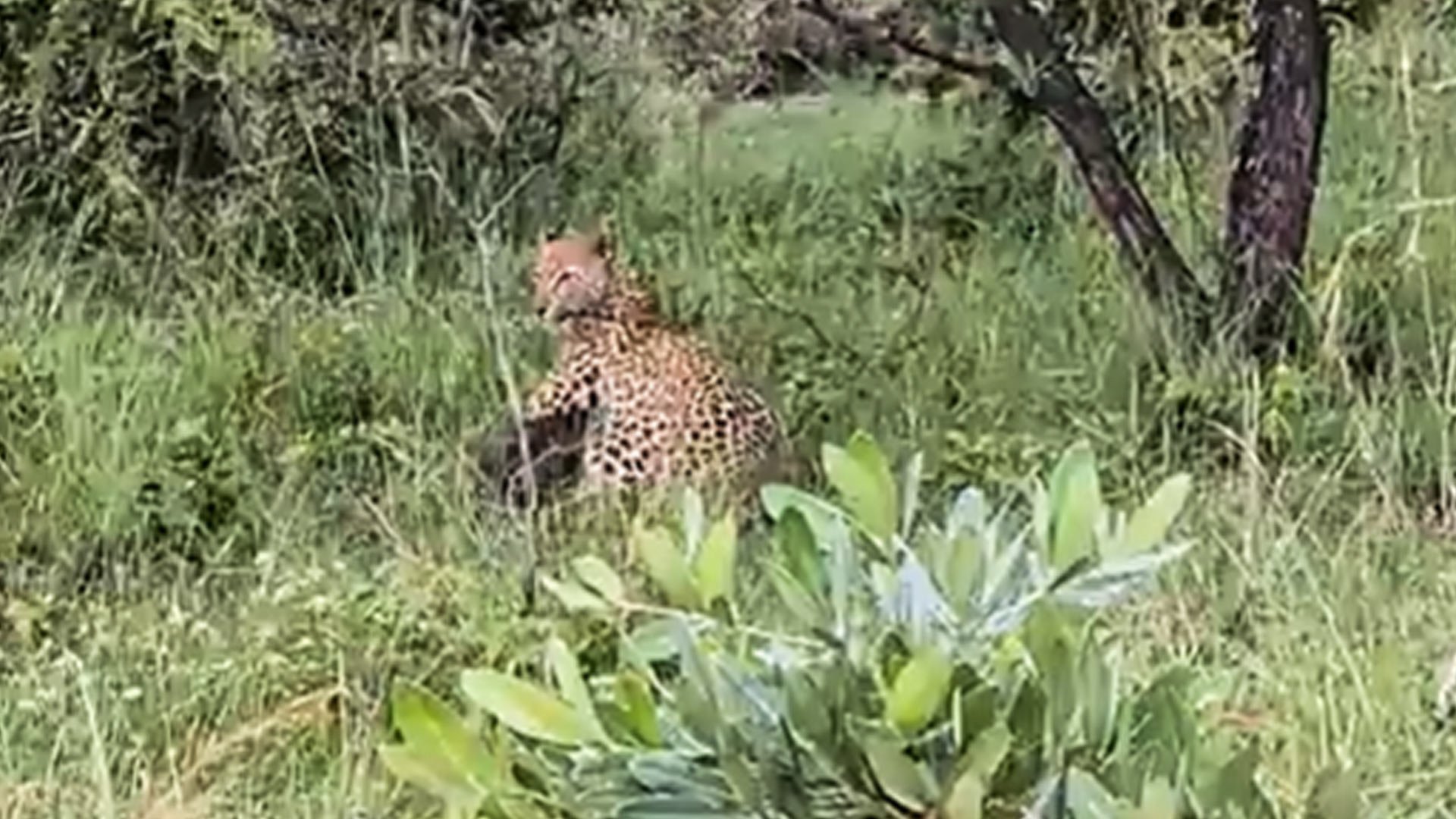 Brave Warthog Mom Rescues Baby From Leopard