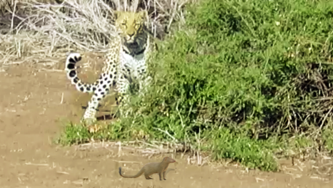 Watch: Leopard Chases Mongoose In Wild Game Of Cat And Mouse 