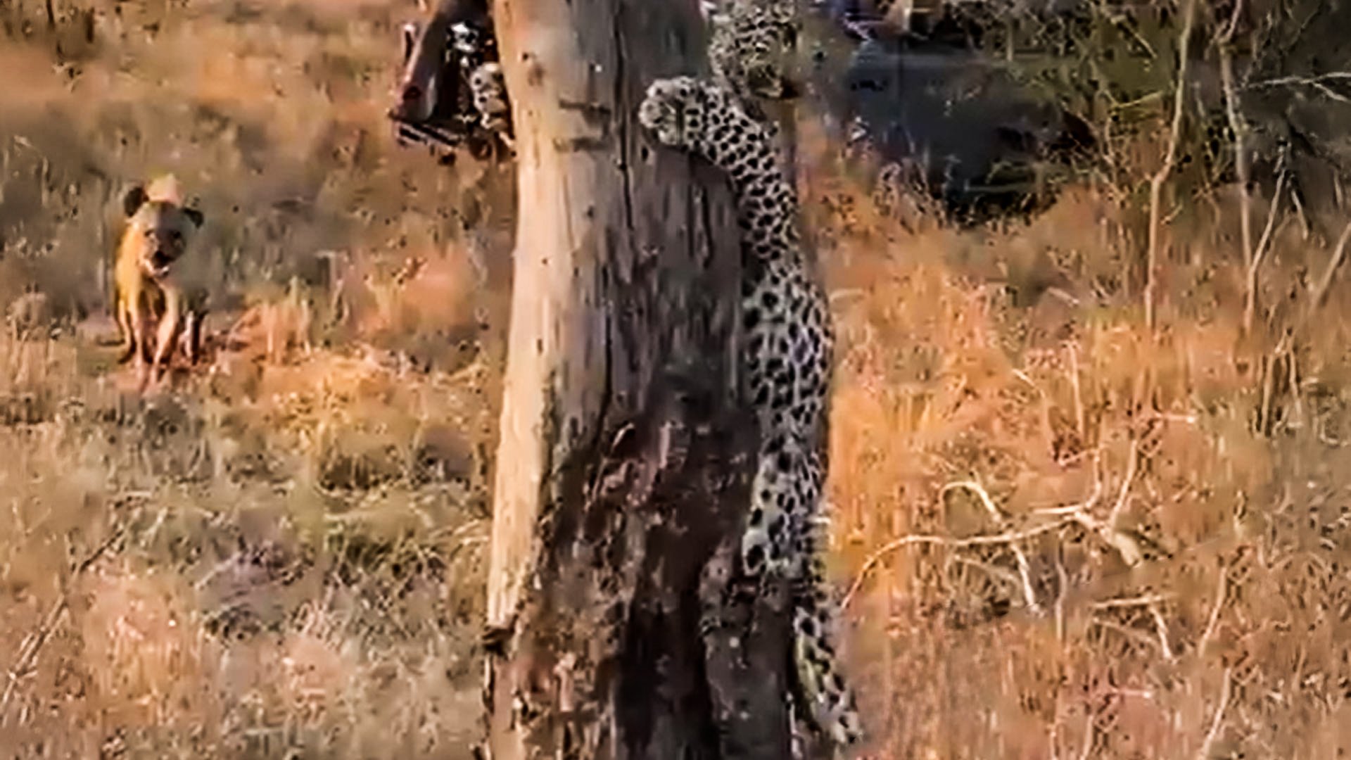 Leopard Tries Snatching Kill From Hyena