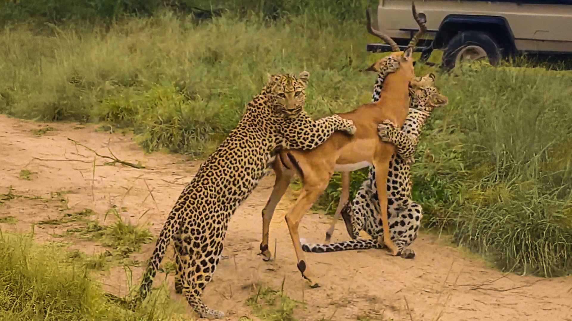Leopards Team Up For Impala Hunt