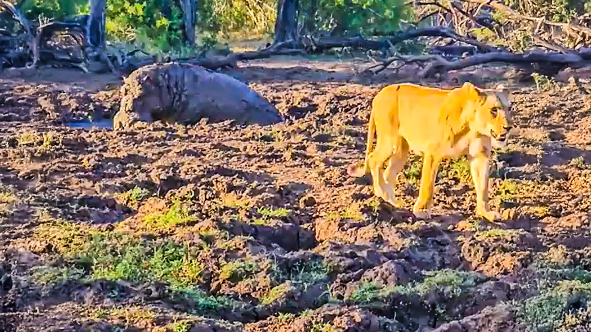 Lion And Hippo Face Off At Mud Hole