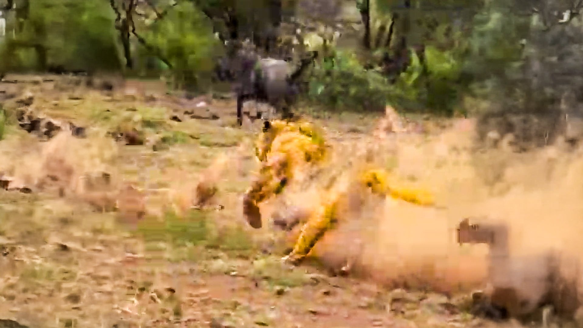 Lion Leaps With Precision To Catch Prey