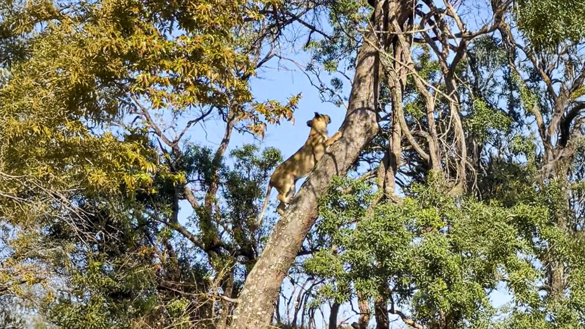 Lion Snatches Leopard’s Hard-Earned Kill