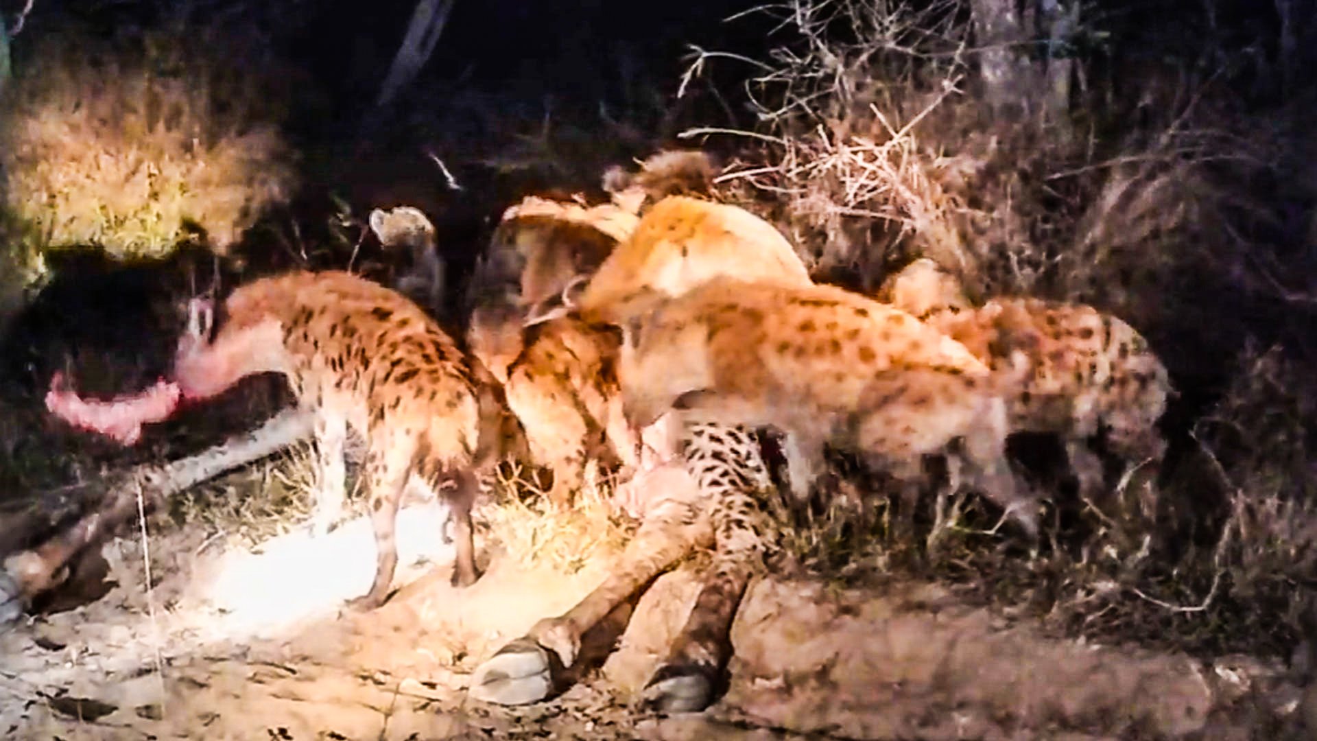 Lioness Fights Off 30 Hyenas At Giraffe Kill