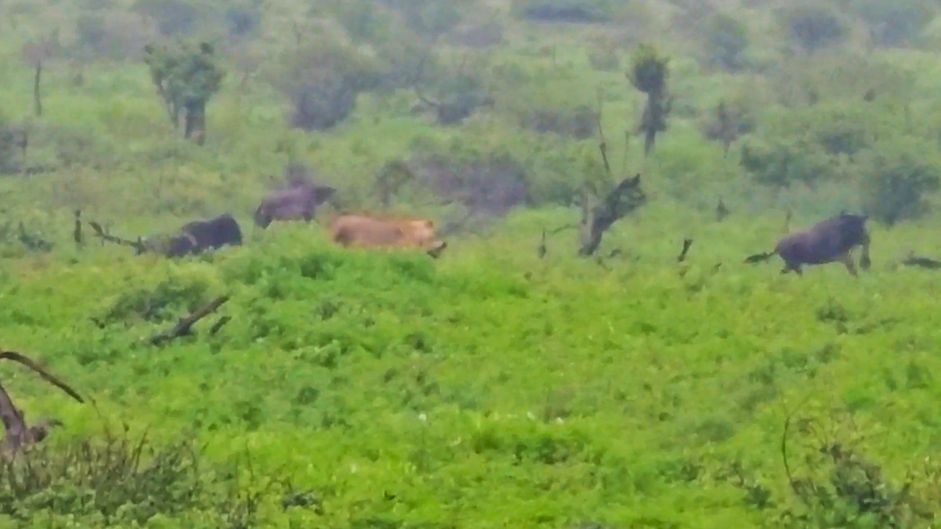 Lioness Snatches Wildebeest Calf In Sprint