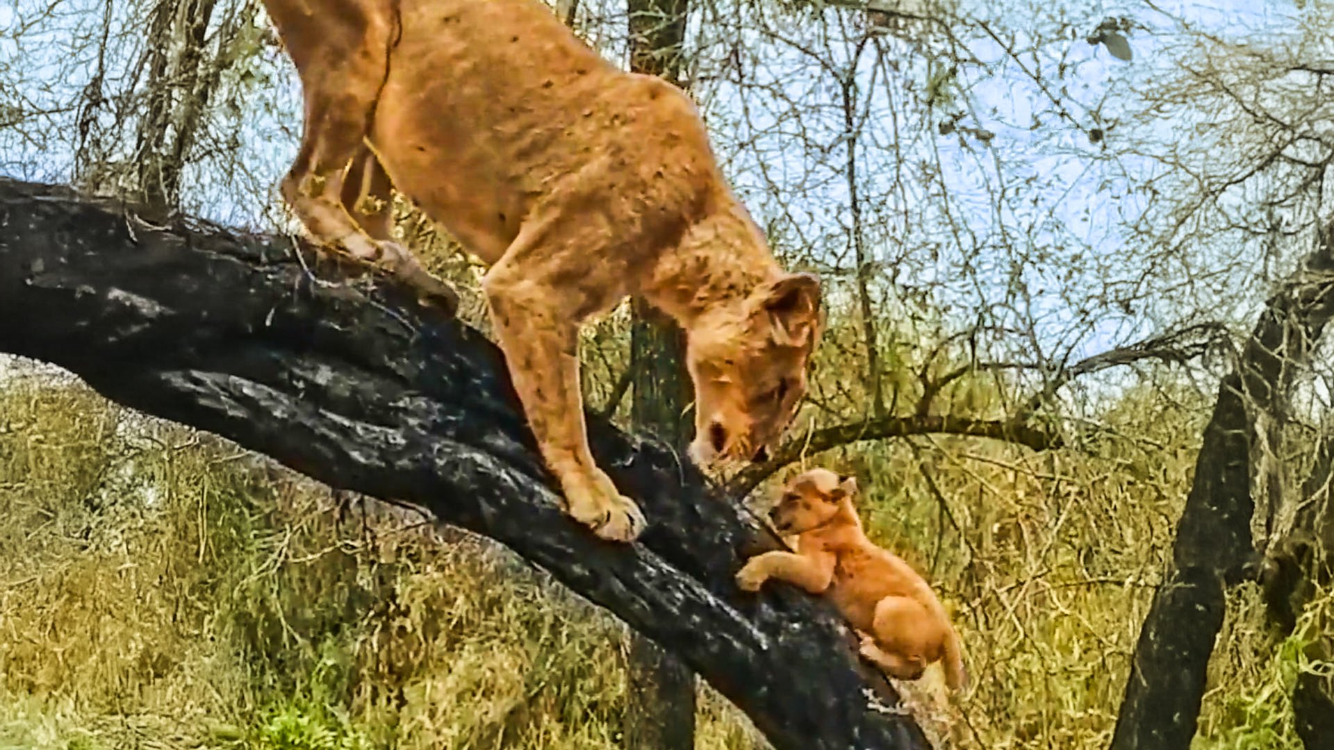 Lioness Teaches Cubs How To Climb Trees