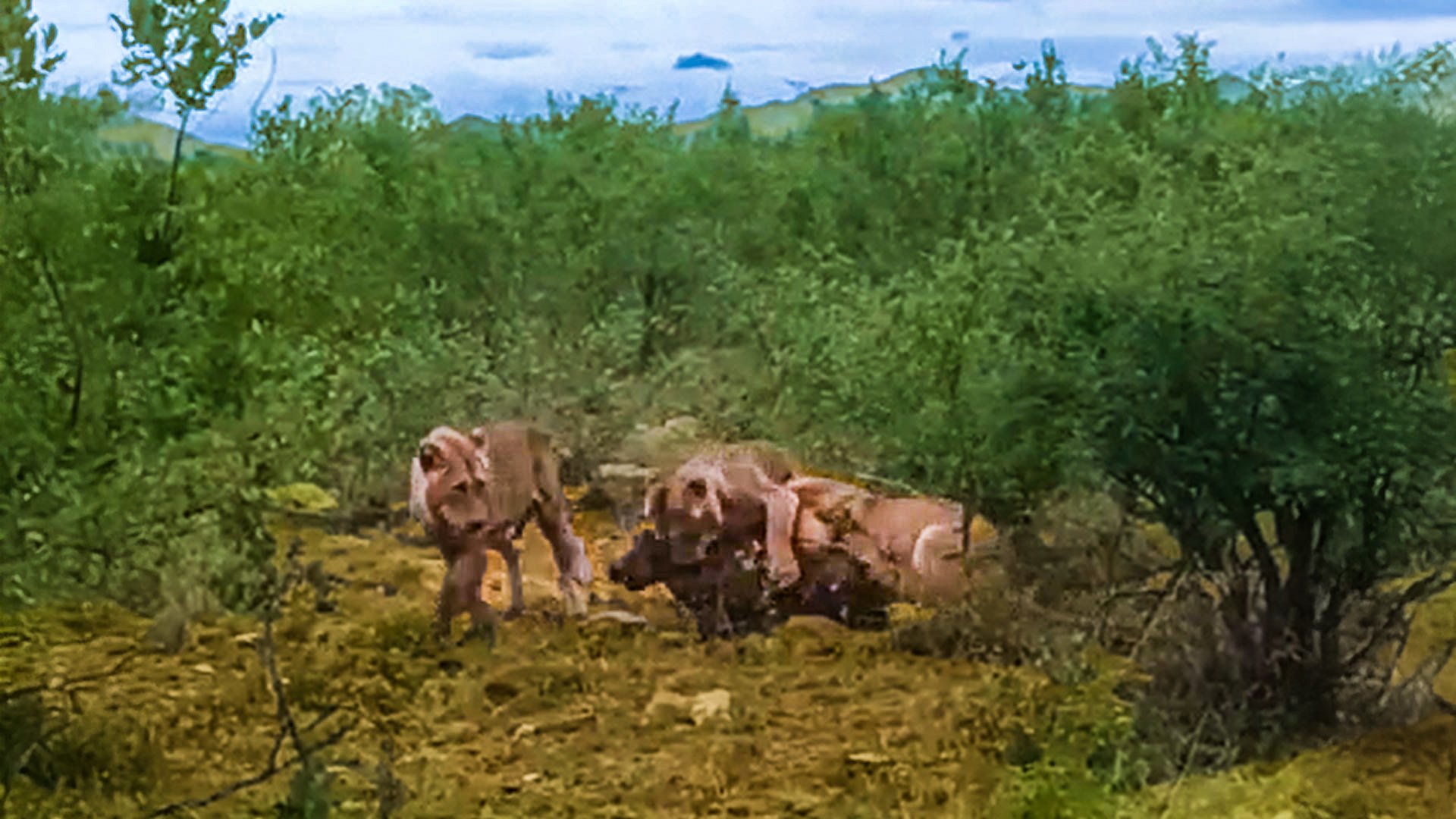 Lions Dig Out Warthog From Hidden Burrow