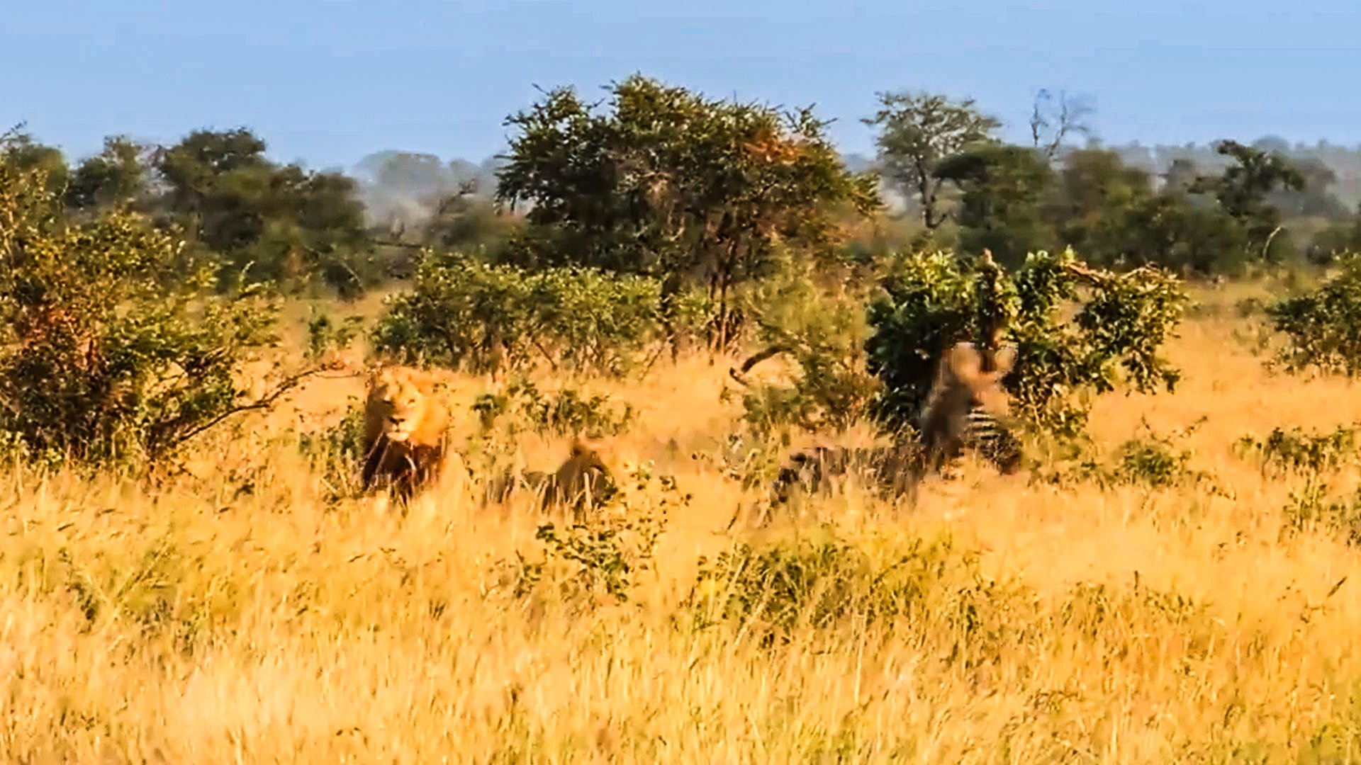 Lions Miss Easy Zebra Meal In Hunting Blunder
