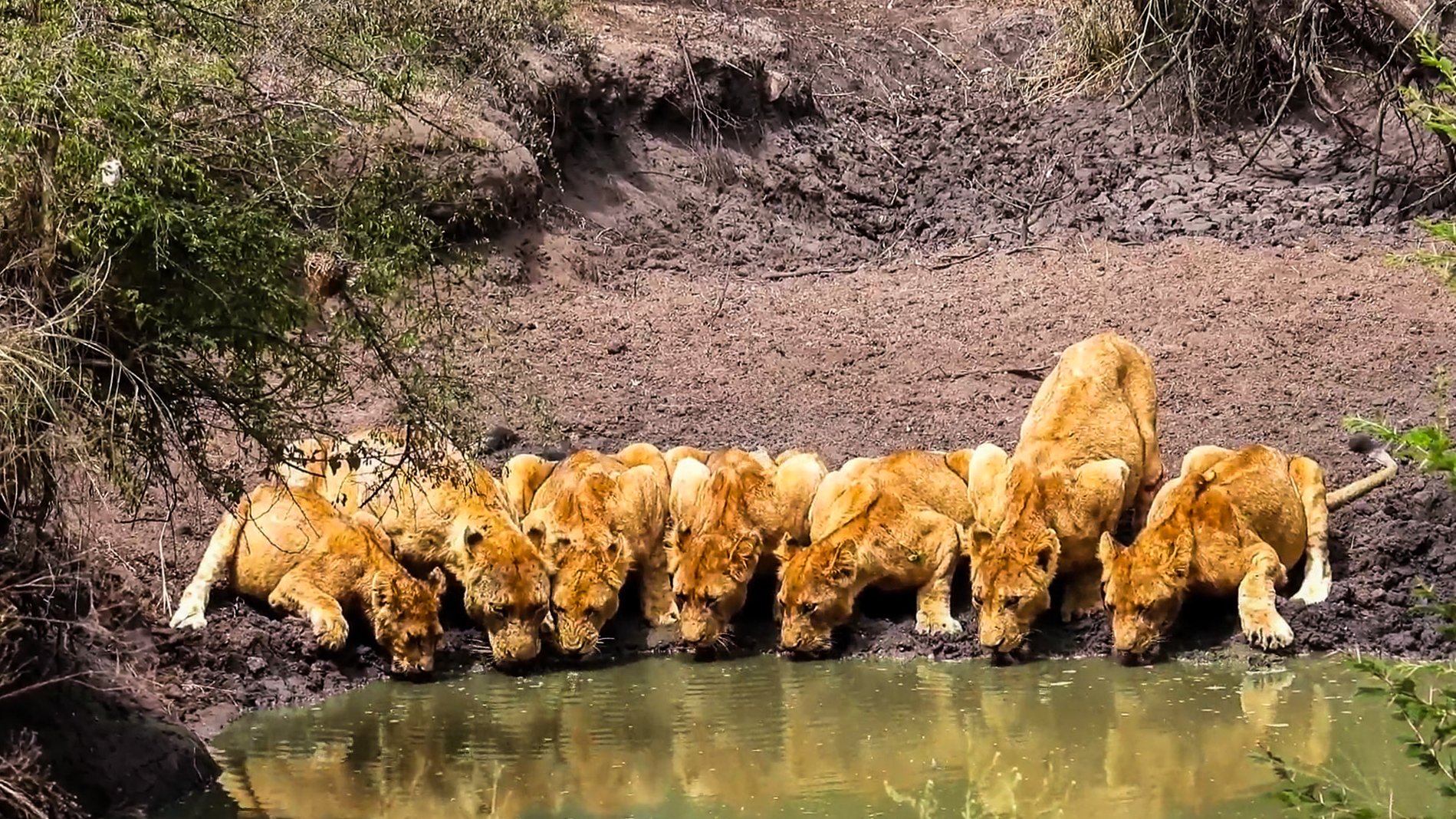 Lions Squeeze Together Just To Reach Water
