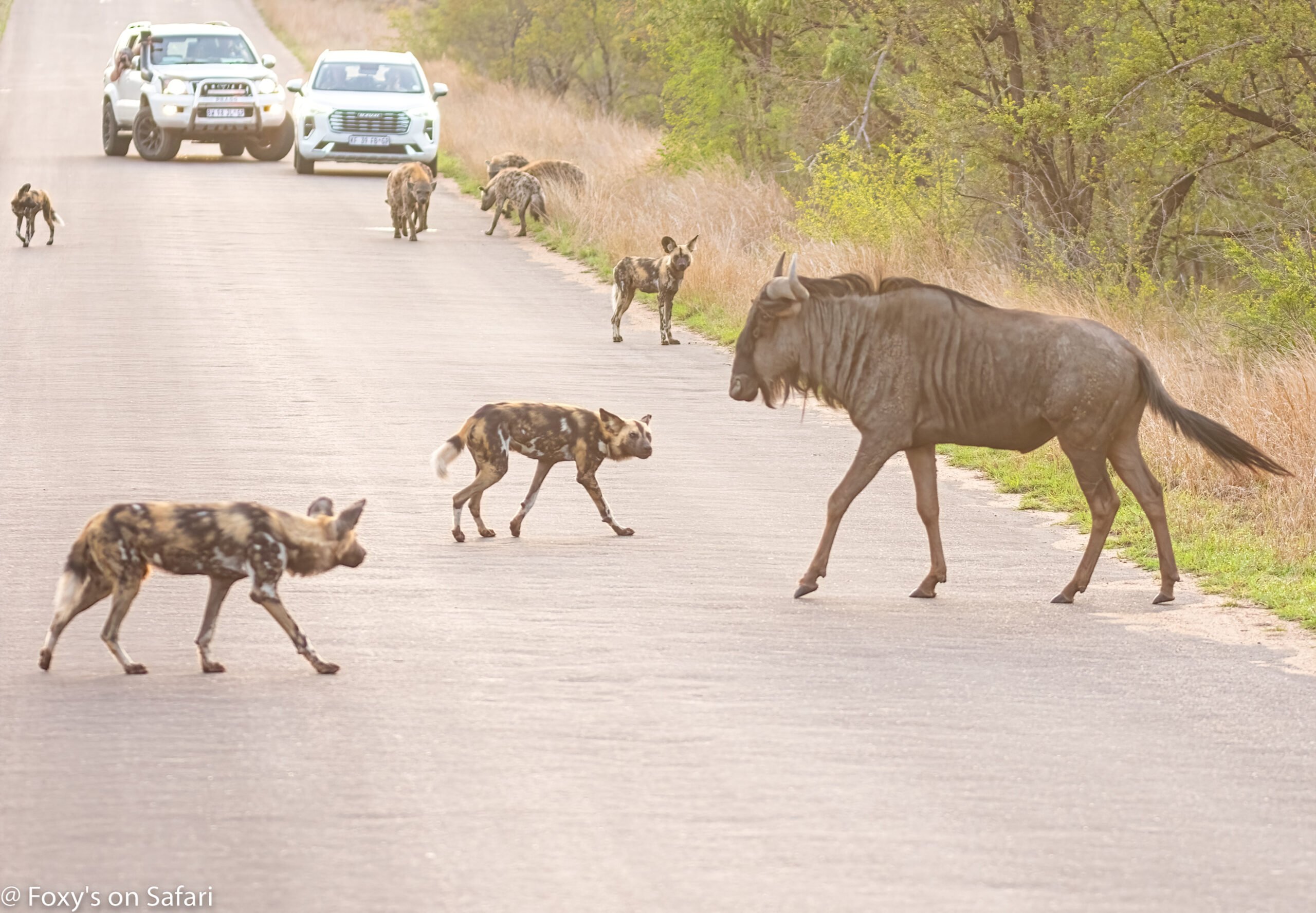 Wild Dogs Catch Wildebeest Off Guard