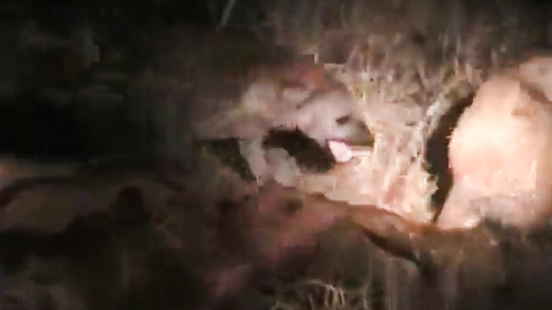 Pride Of Lions Versus Hyenas In Territorial Battle
