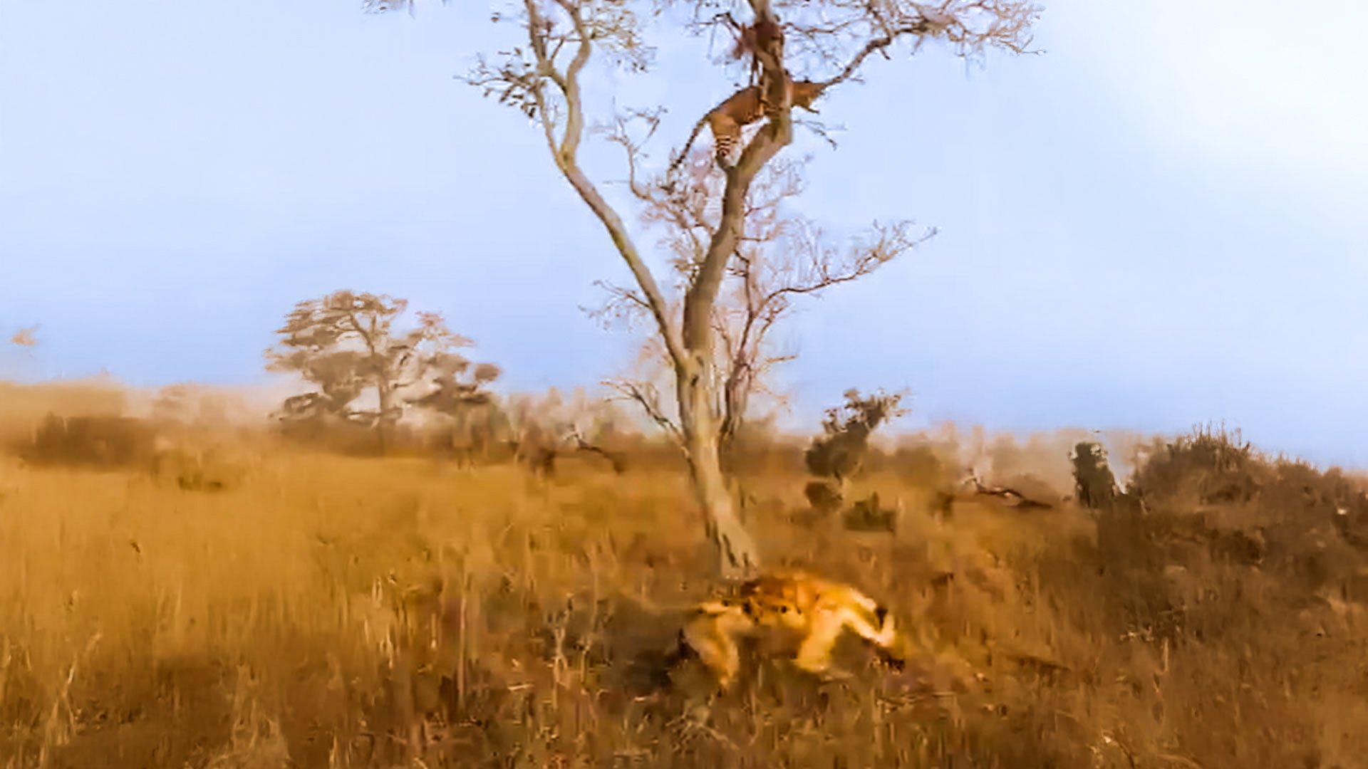 Sleeping Leopard Escapes Charging Hyena