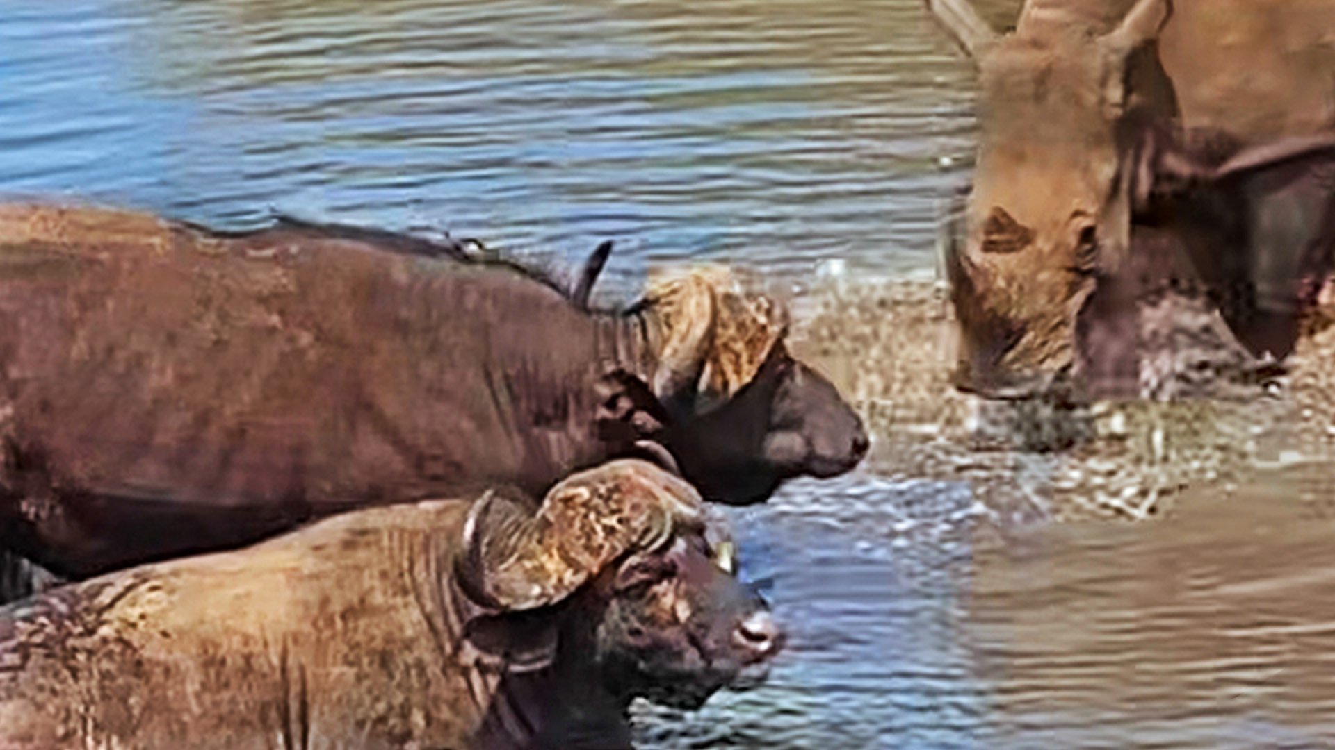 Young Rhino Struggles To Find His Place