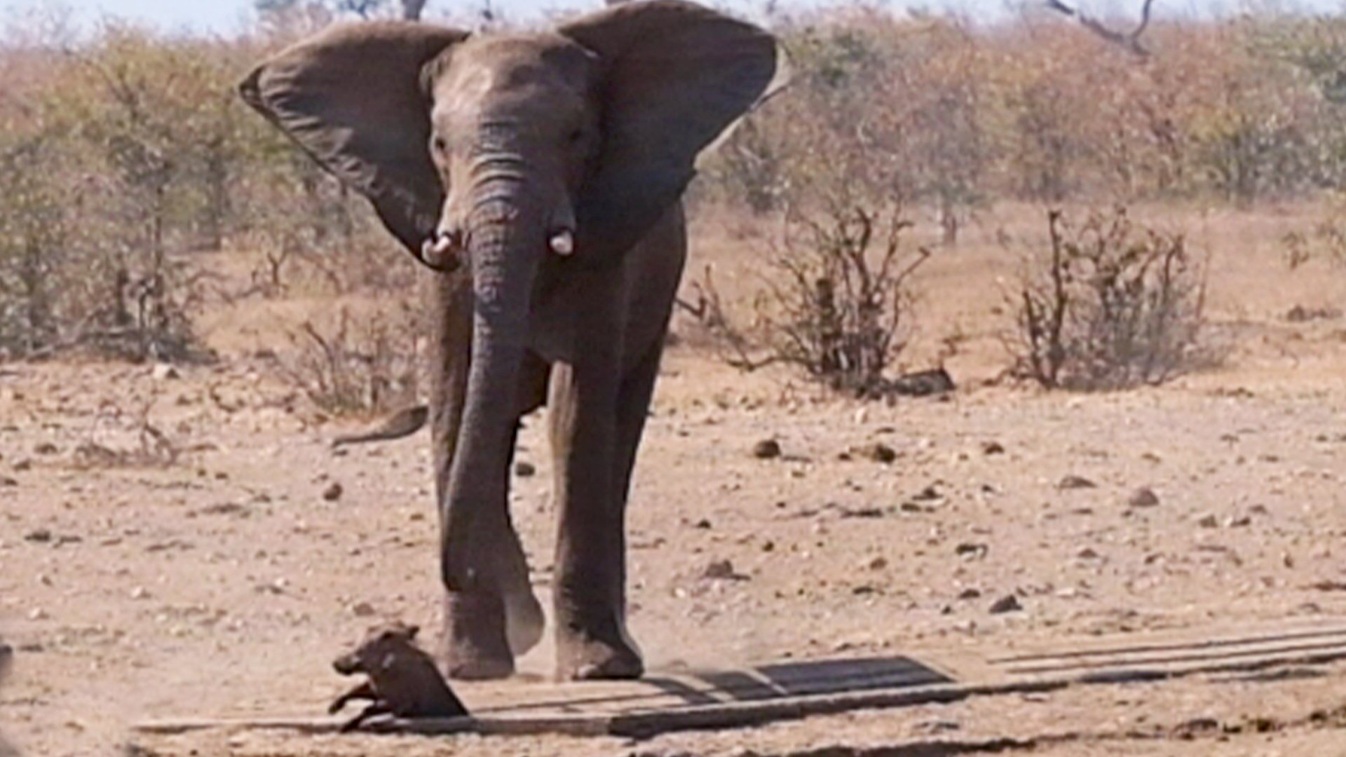 Warthog and Elephant Battle for Water Spot
