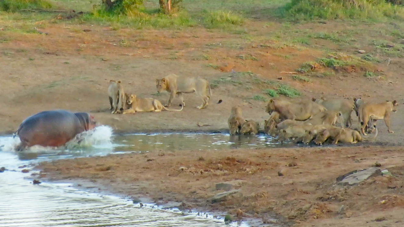 Fifteen Lions or One Hippo – Who’s Boss?