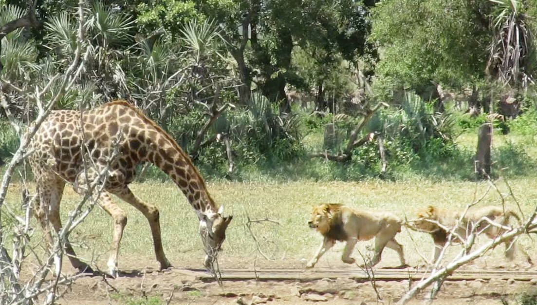 Lions Chase Giraffe As It Tries To Drink