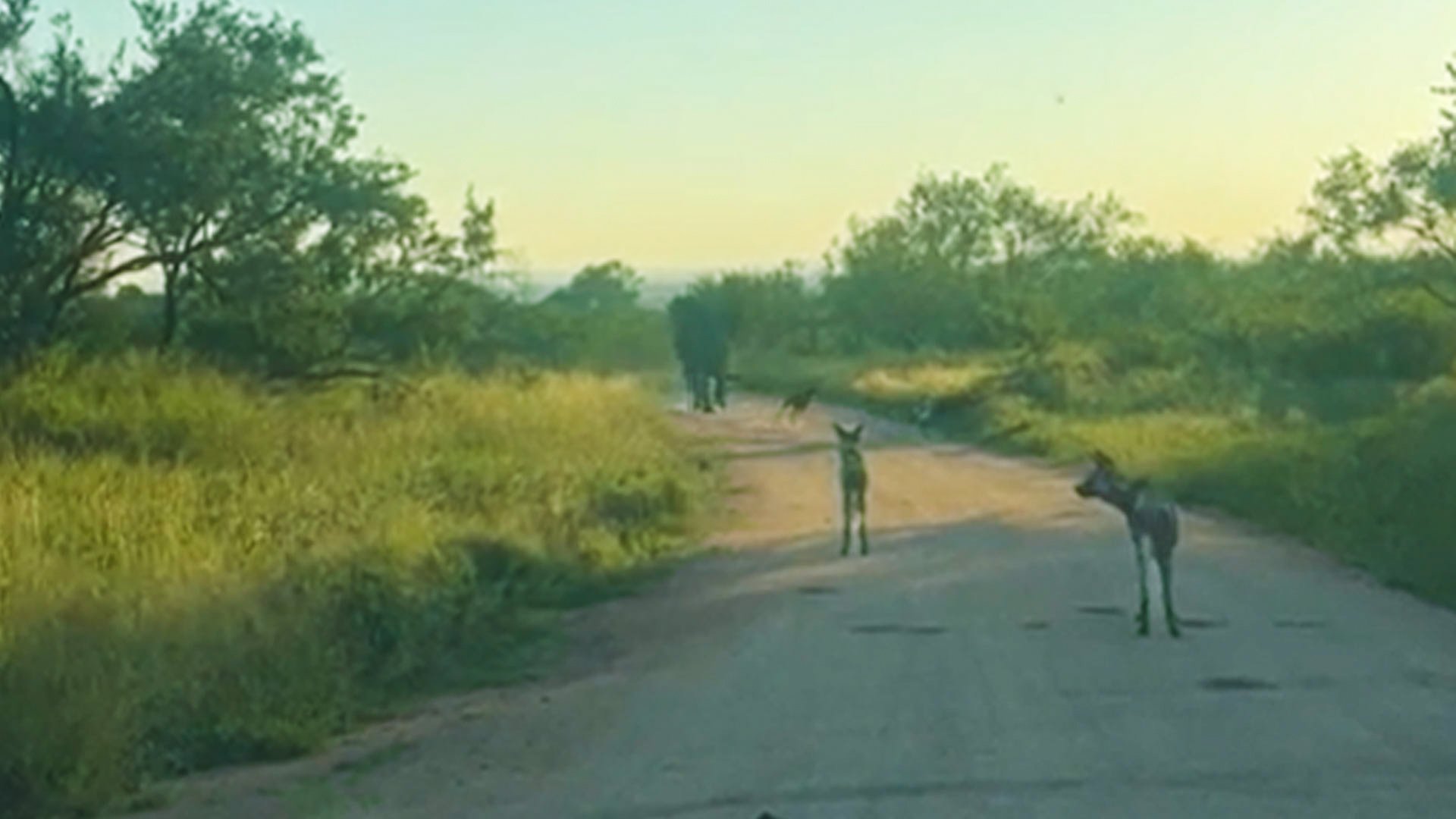 Tiny Elephant Chases Wild Dogs To Tourists’ Delight
