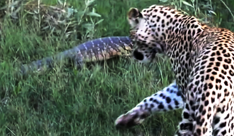 Watch: Monitor Lizard Tries To Slap Hunting Leopard