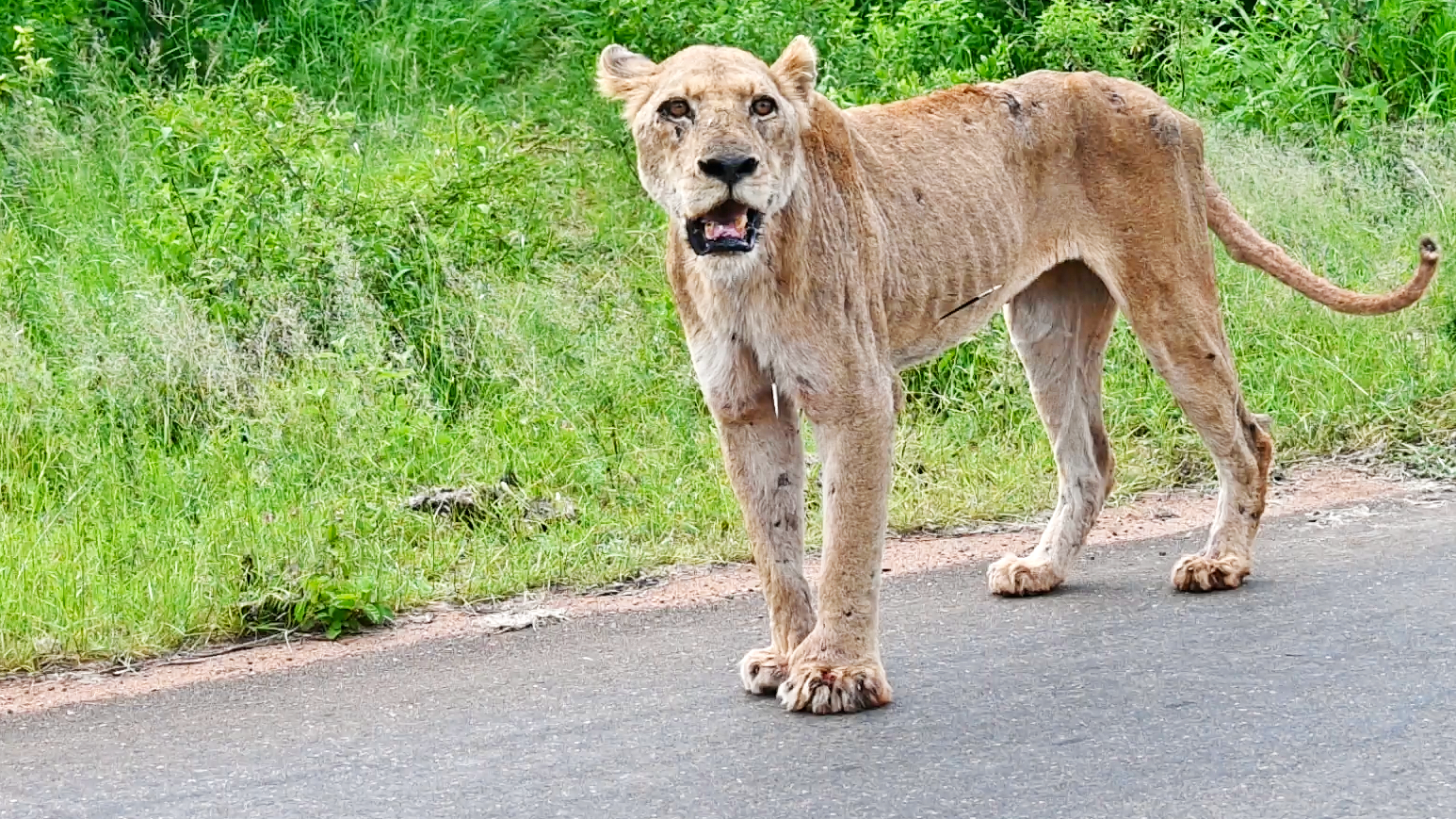 Sick Lioness Tries Catching Anything That Moves