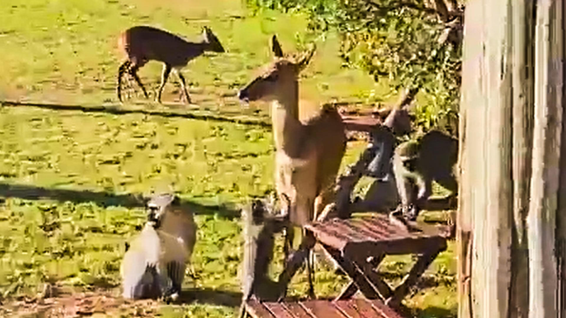 Vervet Monkeys Groom Bushbuck Mom Gently