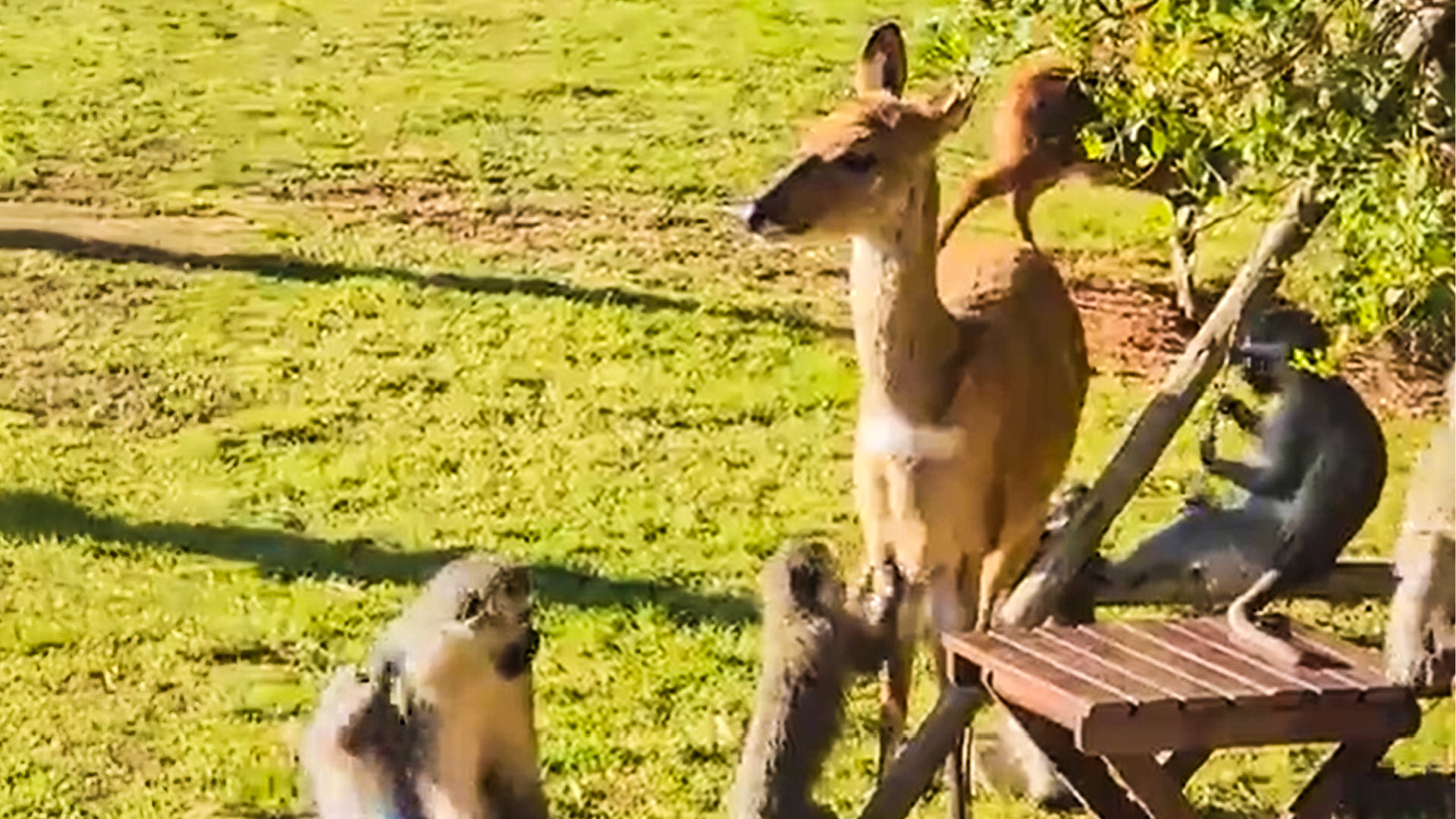 Vervet Monkeys Groom Bushbuck Mom Gently