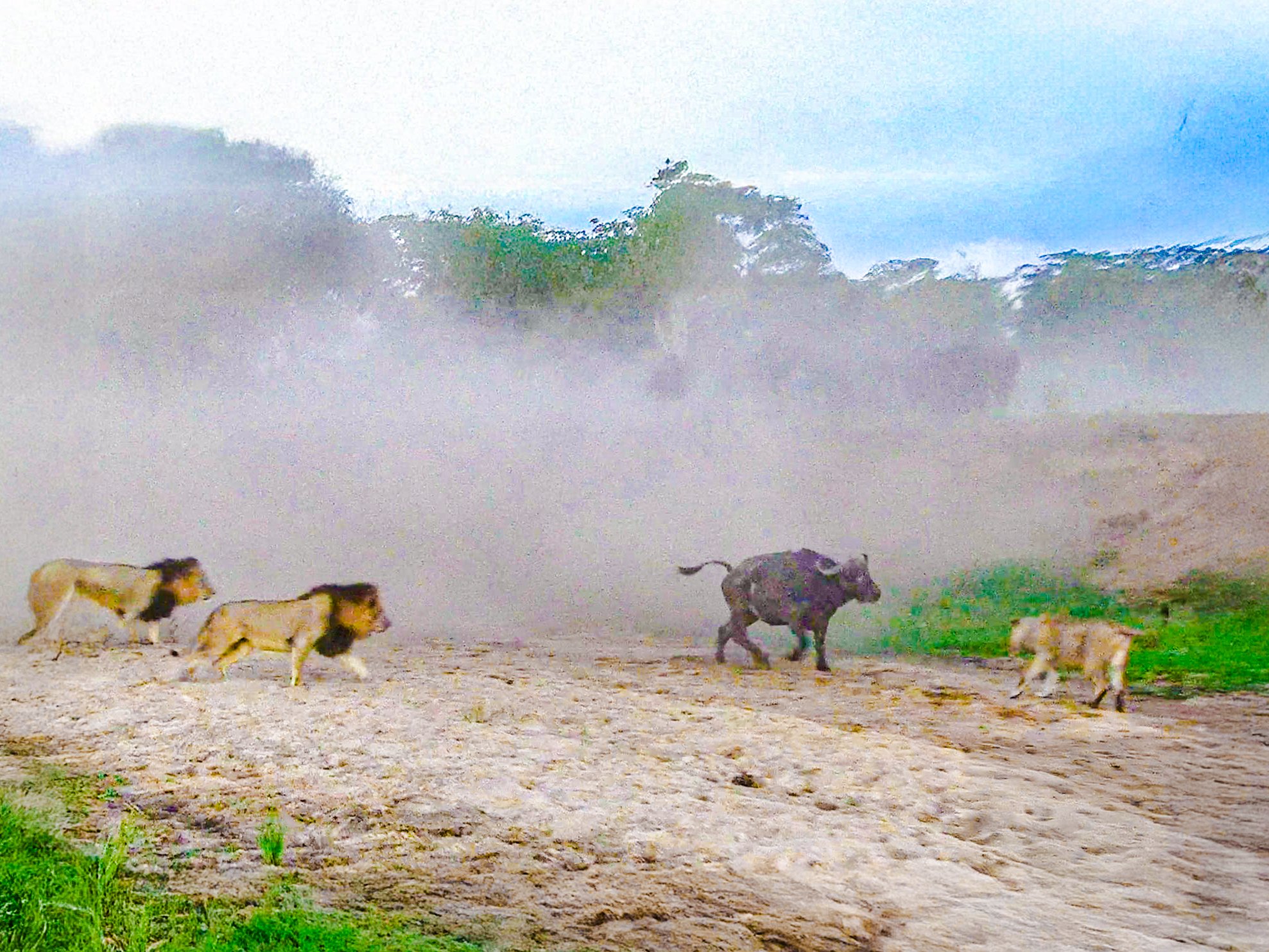 Watch: Lions Attack And Bring Down Massive Buffalo
