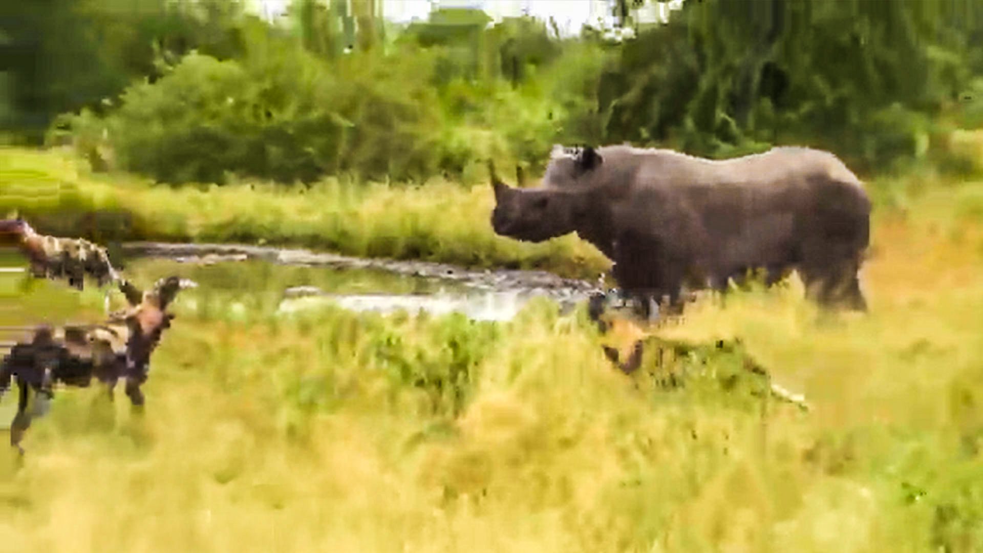 Watch: Wild Dogs Face Off Against Black Rhino