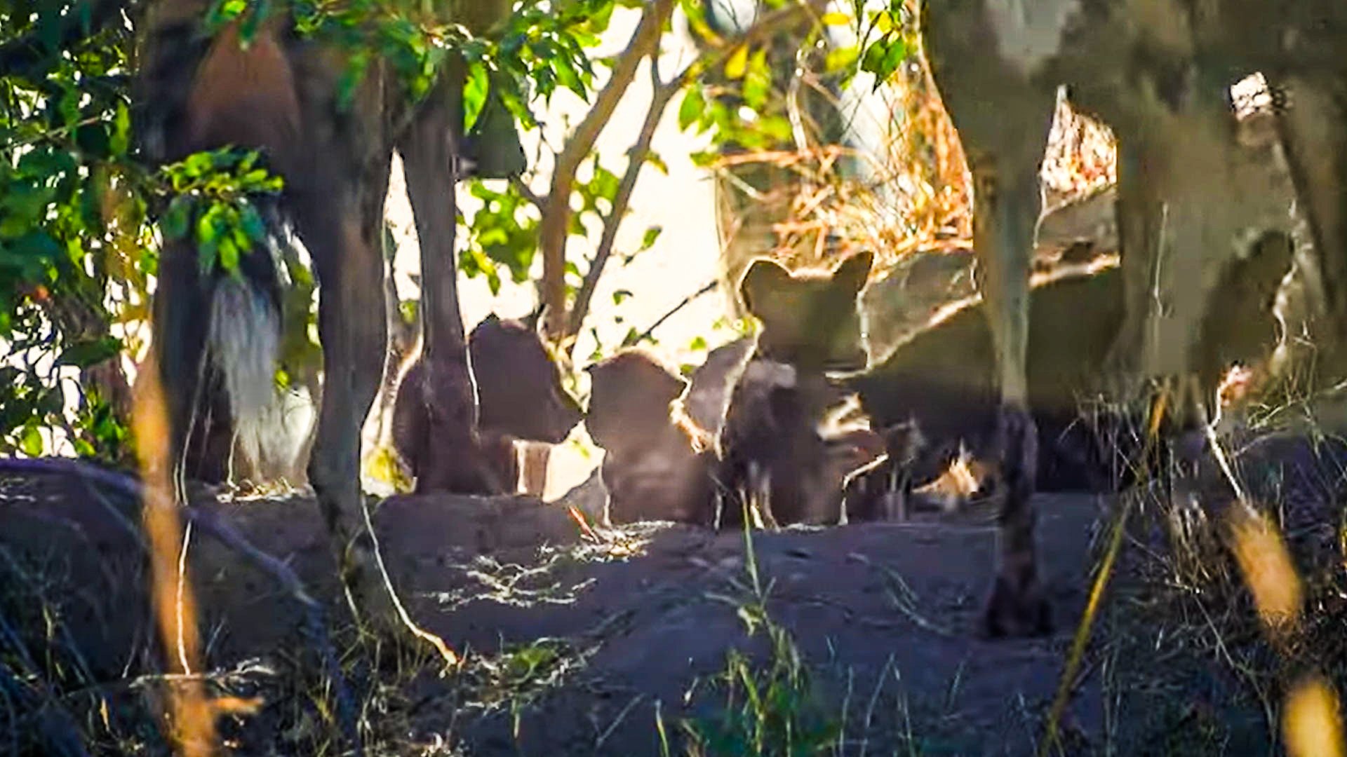 Watch Baby Wild Dogs First Time Seeing Outside