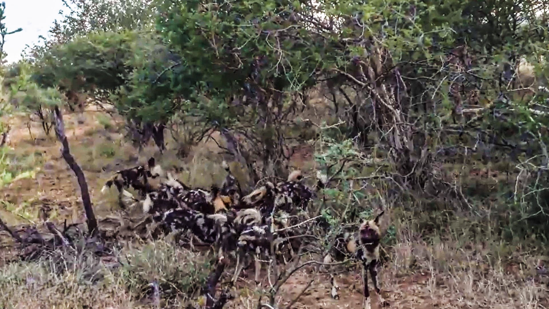 Watch Wild Dogs Capture Wildebeest In Coordinated Hunt 