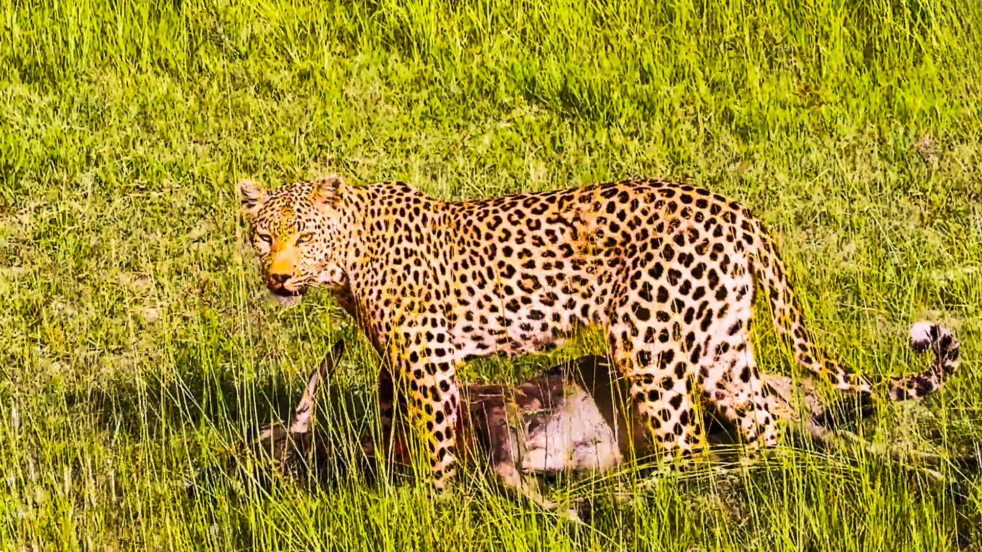 Wildebeest Battles Leopard To Save Calf