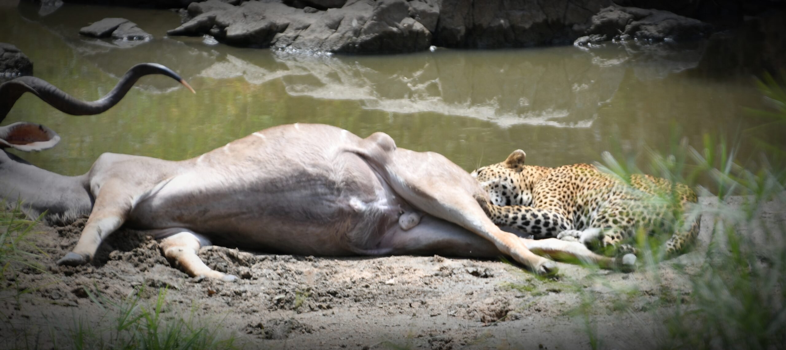 Leopard Takes Down Kudu Bull Near Phelwana Bridge