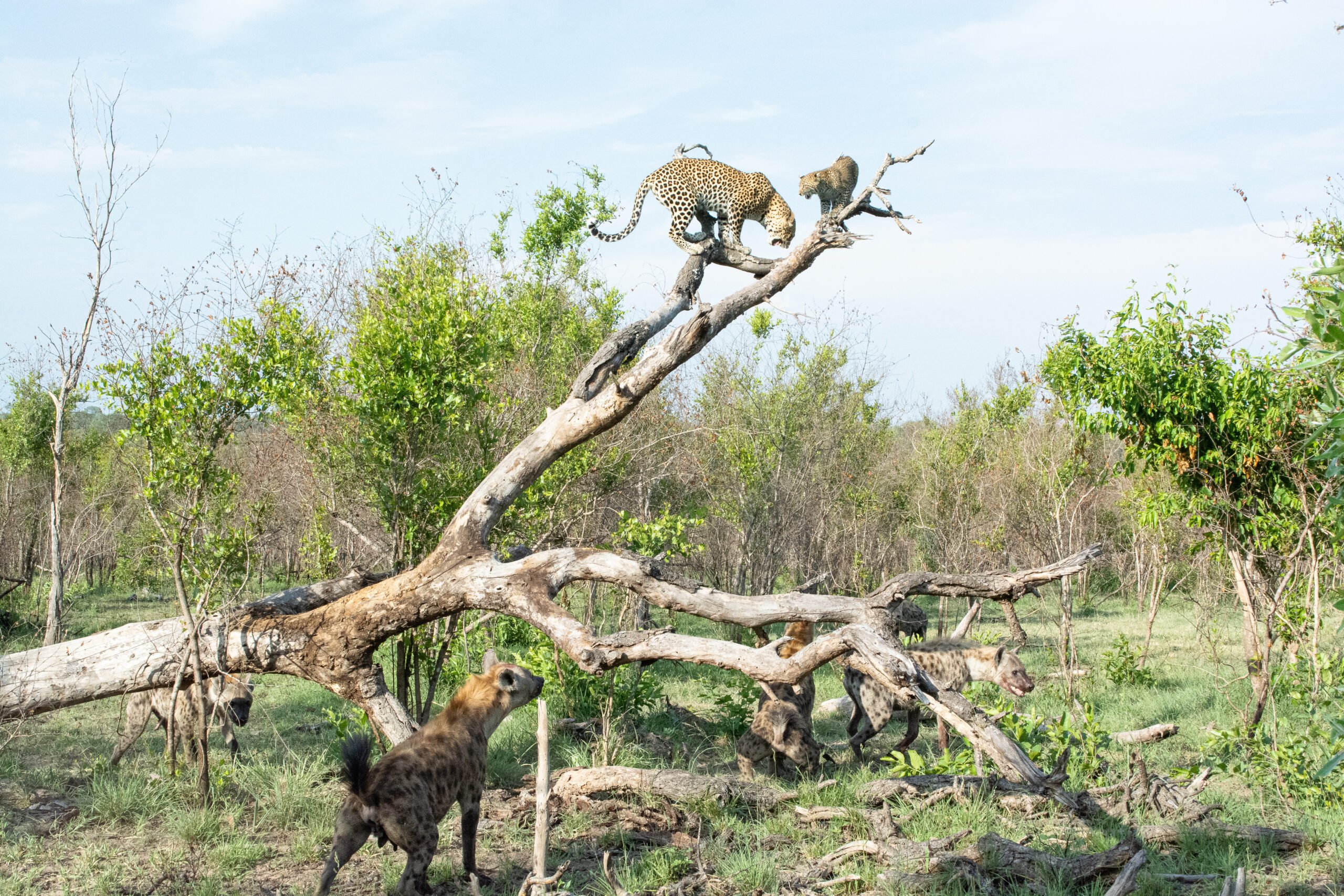 Hyenas Corner Leopard And Her Tiny Cub