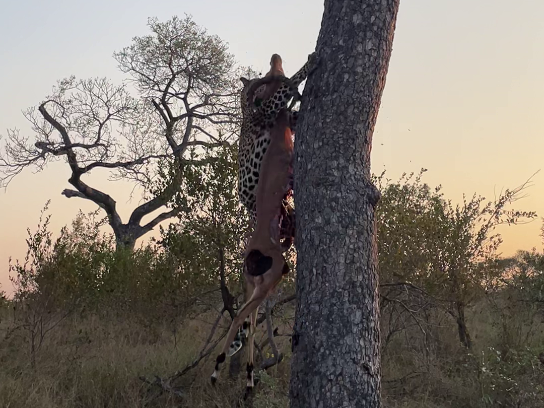 Leopard Struggles With Heavy Impala