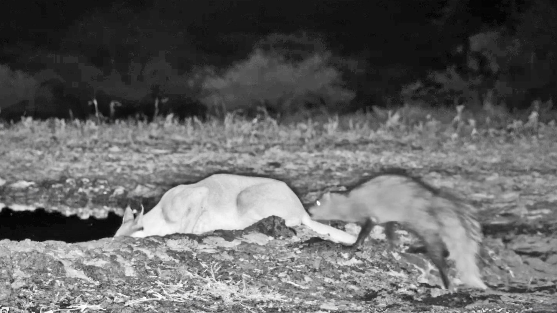 Fierce Mongoose Attacks Young Caracal