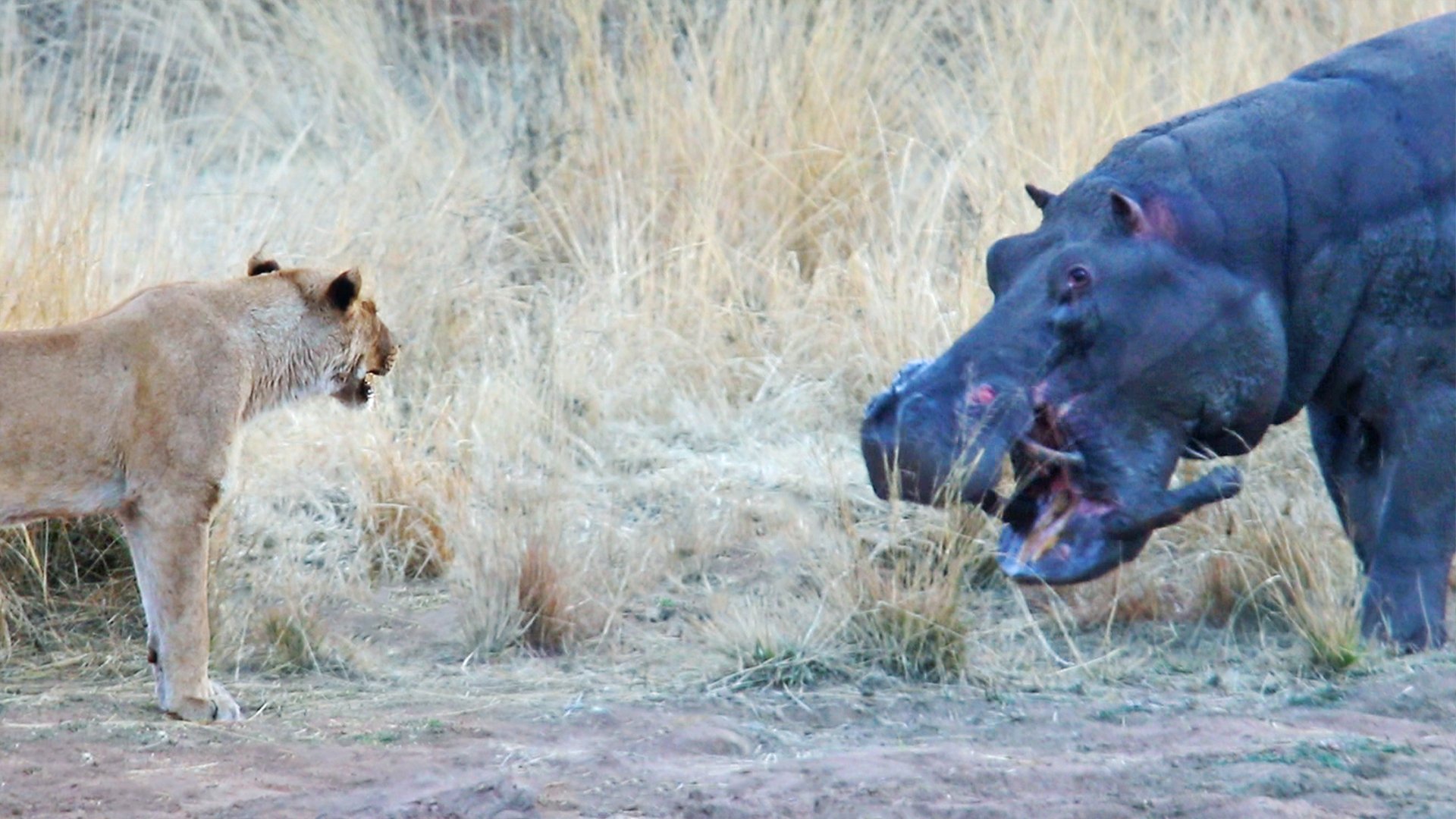 Lions, Hippo, and Elephant Confrontation In Waterhole