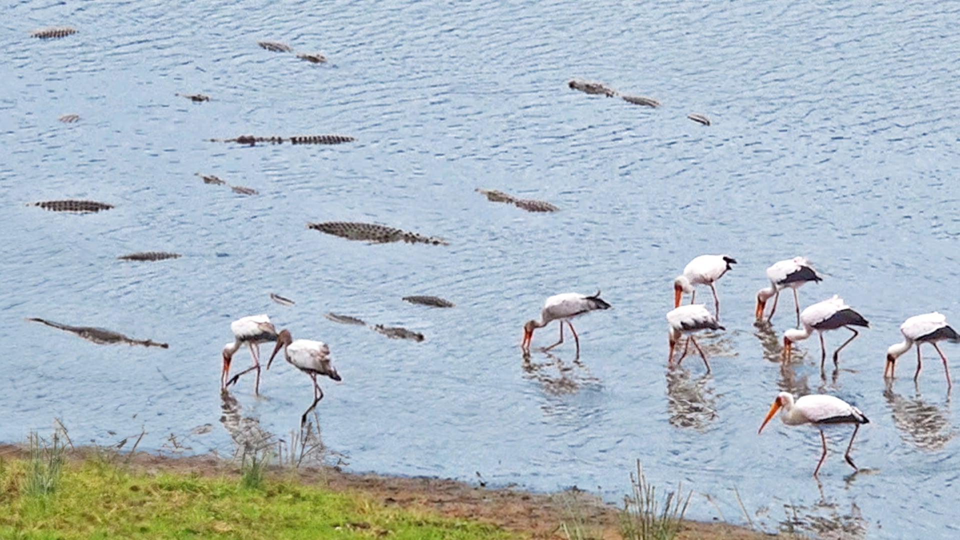Birds Brave Crocodiles To Snatch Leftovers