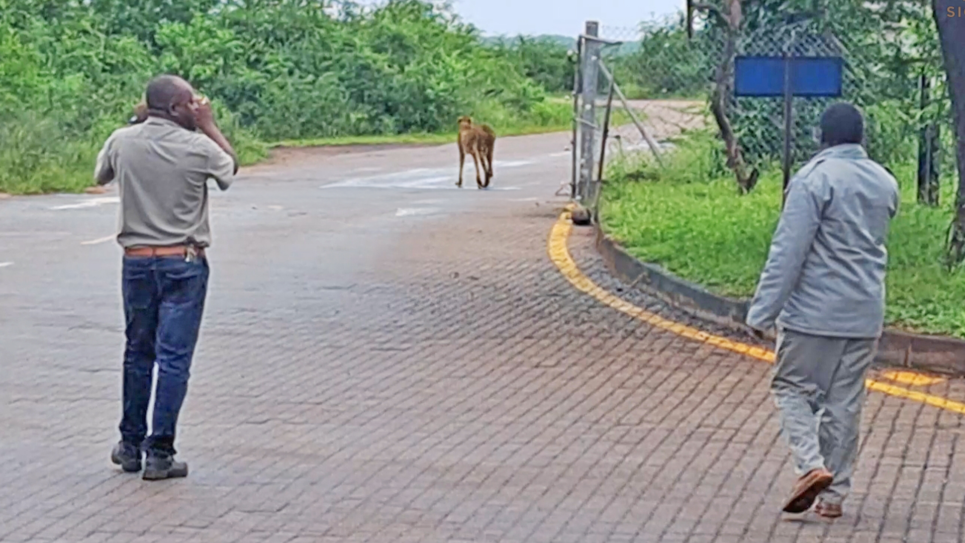Cheetah Strolls In And Out Of Crocodile Bridge