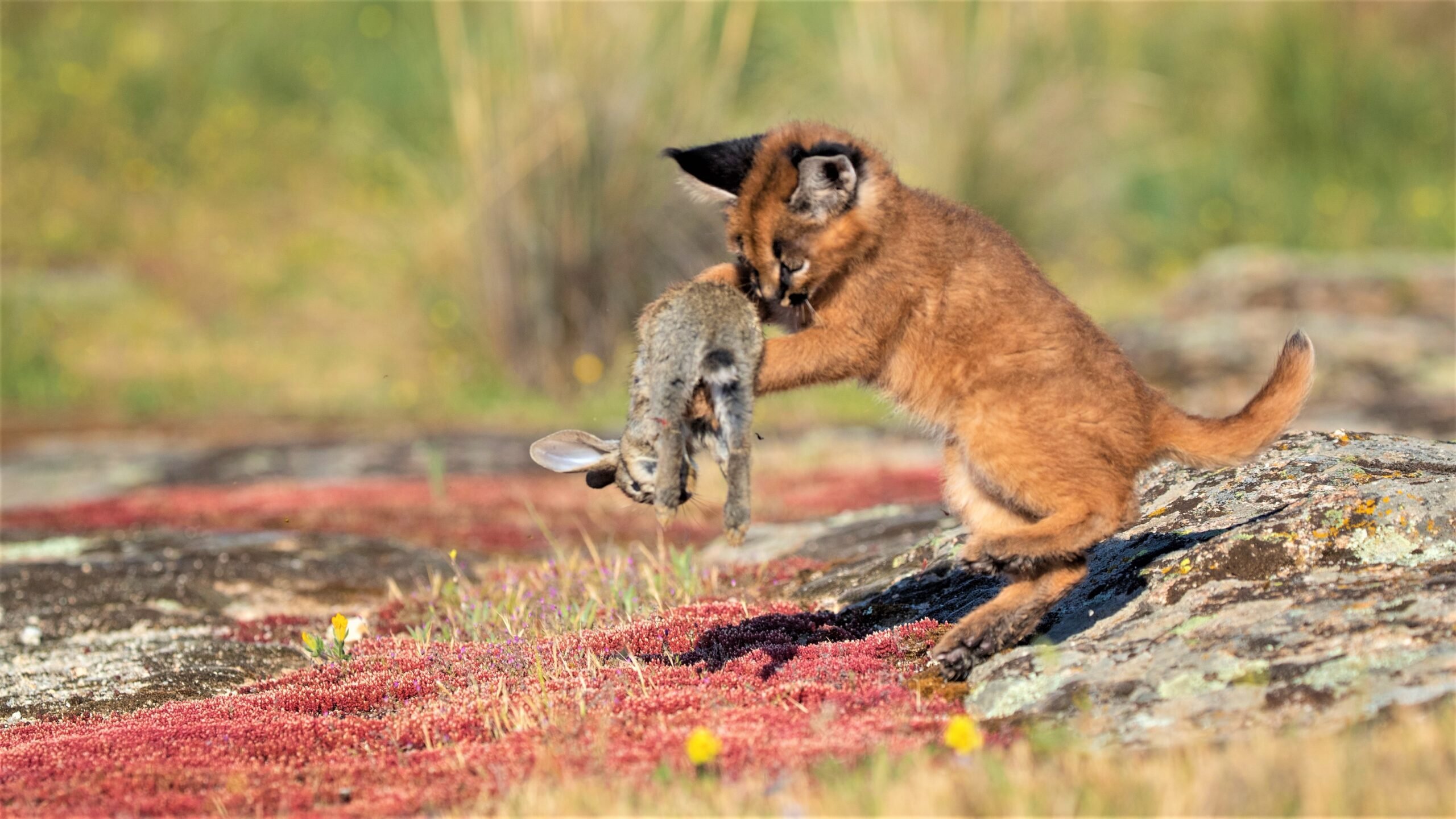 Caracal Kittens Wrestle Over Baby Bunny