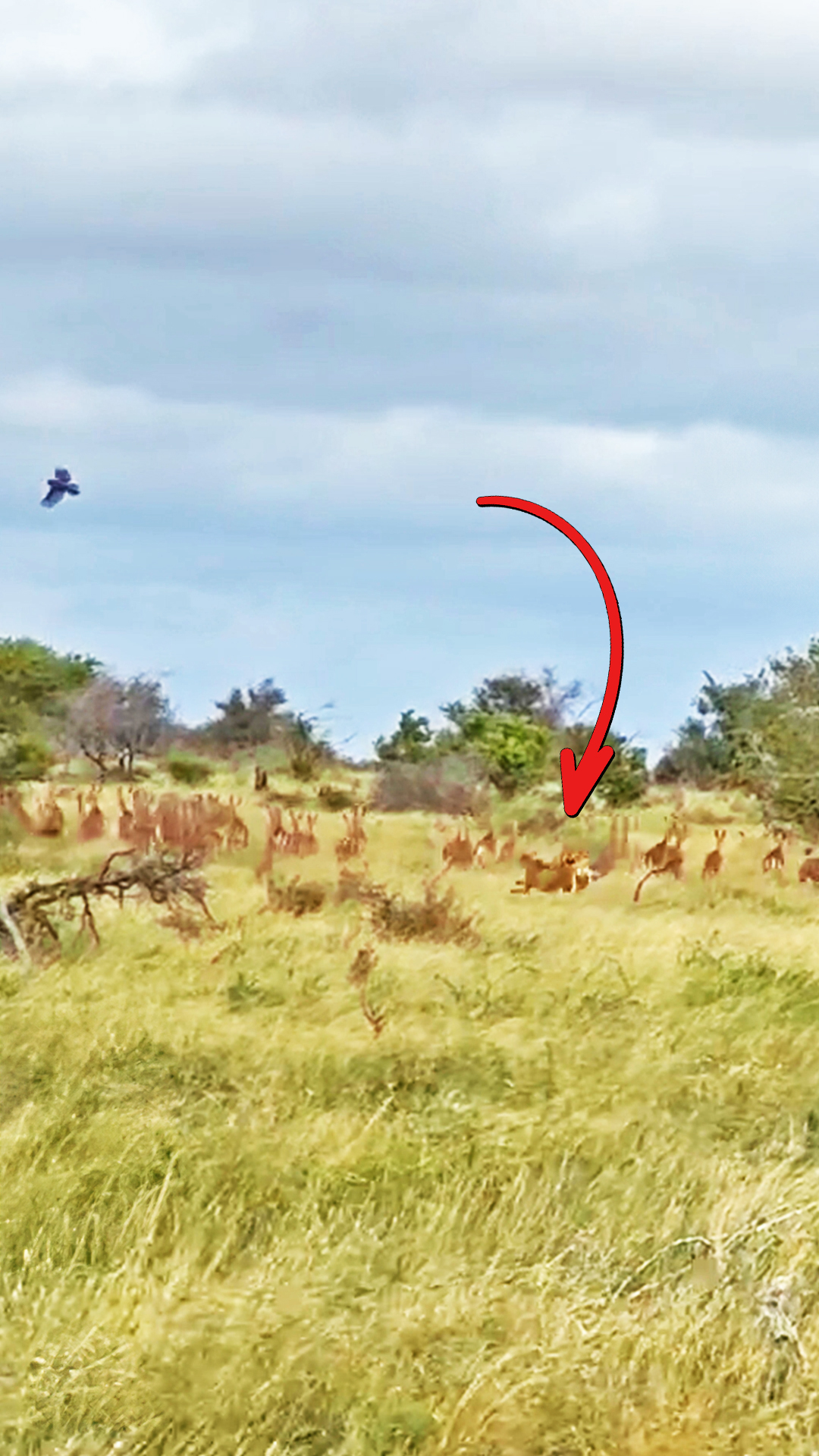 Cheetah Sparks Chaos As Impalas Scatter