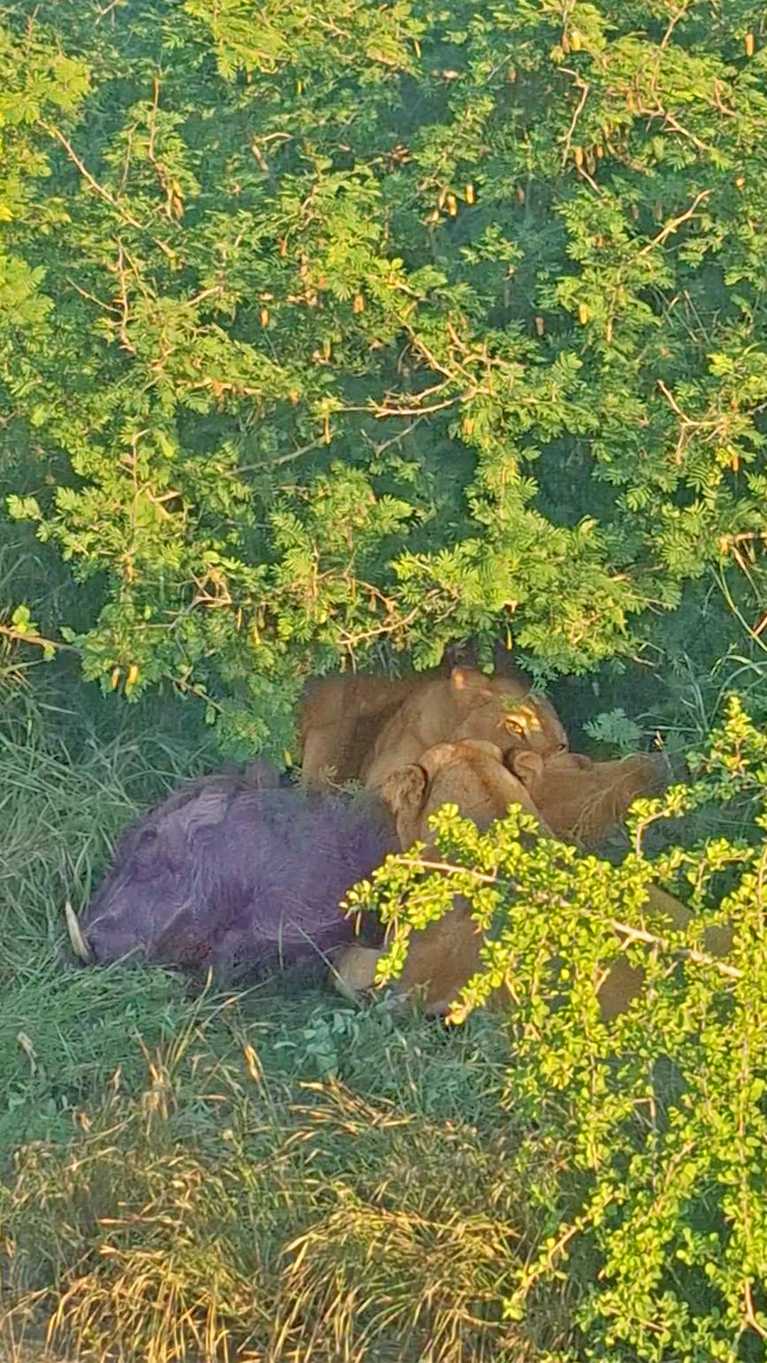 Lions Tear Into Live Warthog