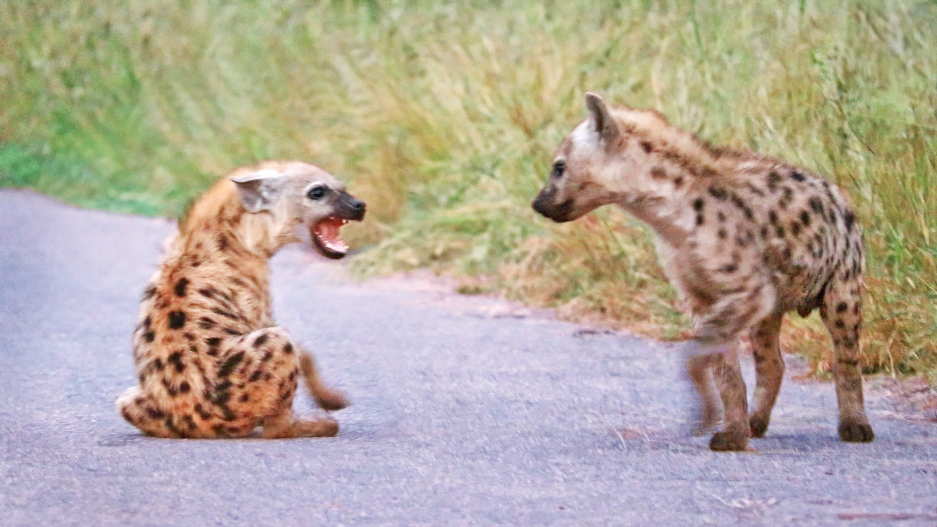 Hyena Cubs Practice Battle Moves In Road