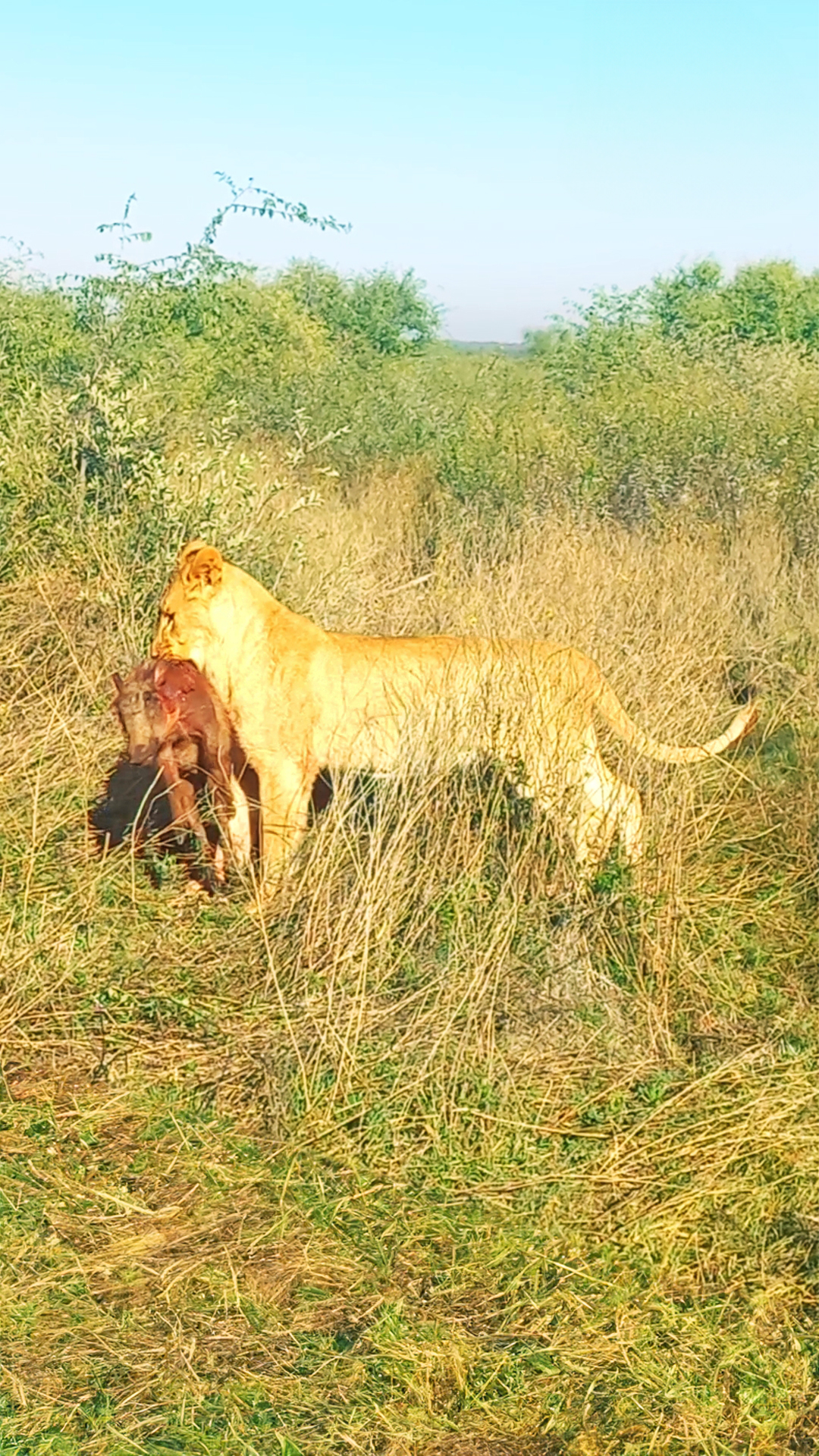Lion Casually Carries Full Warthog