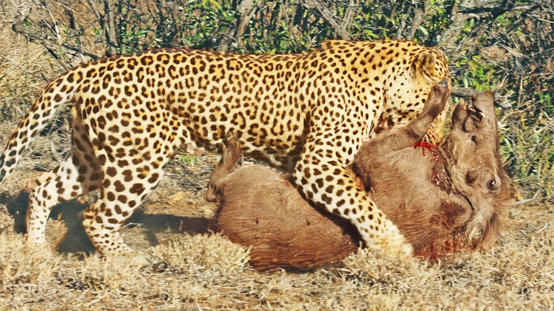 Leopard Launches Ambush on Warthog in the Bush
