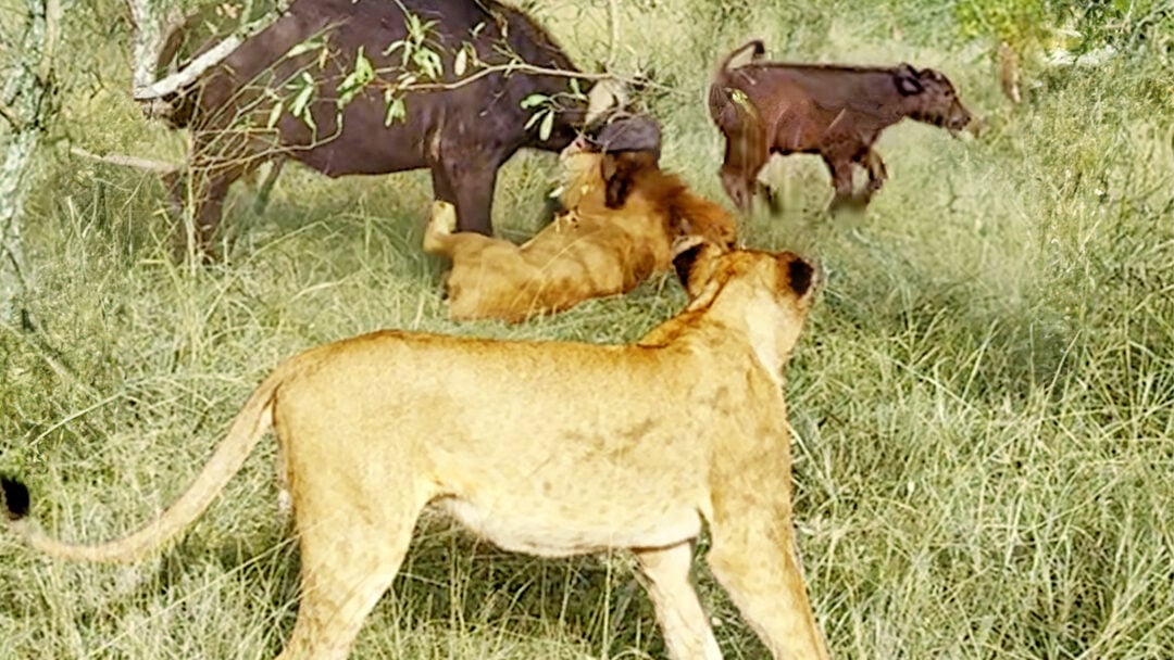 Rival Lions Force Others From Buffalo Kill 