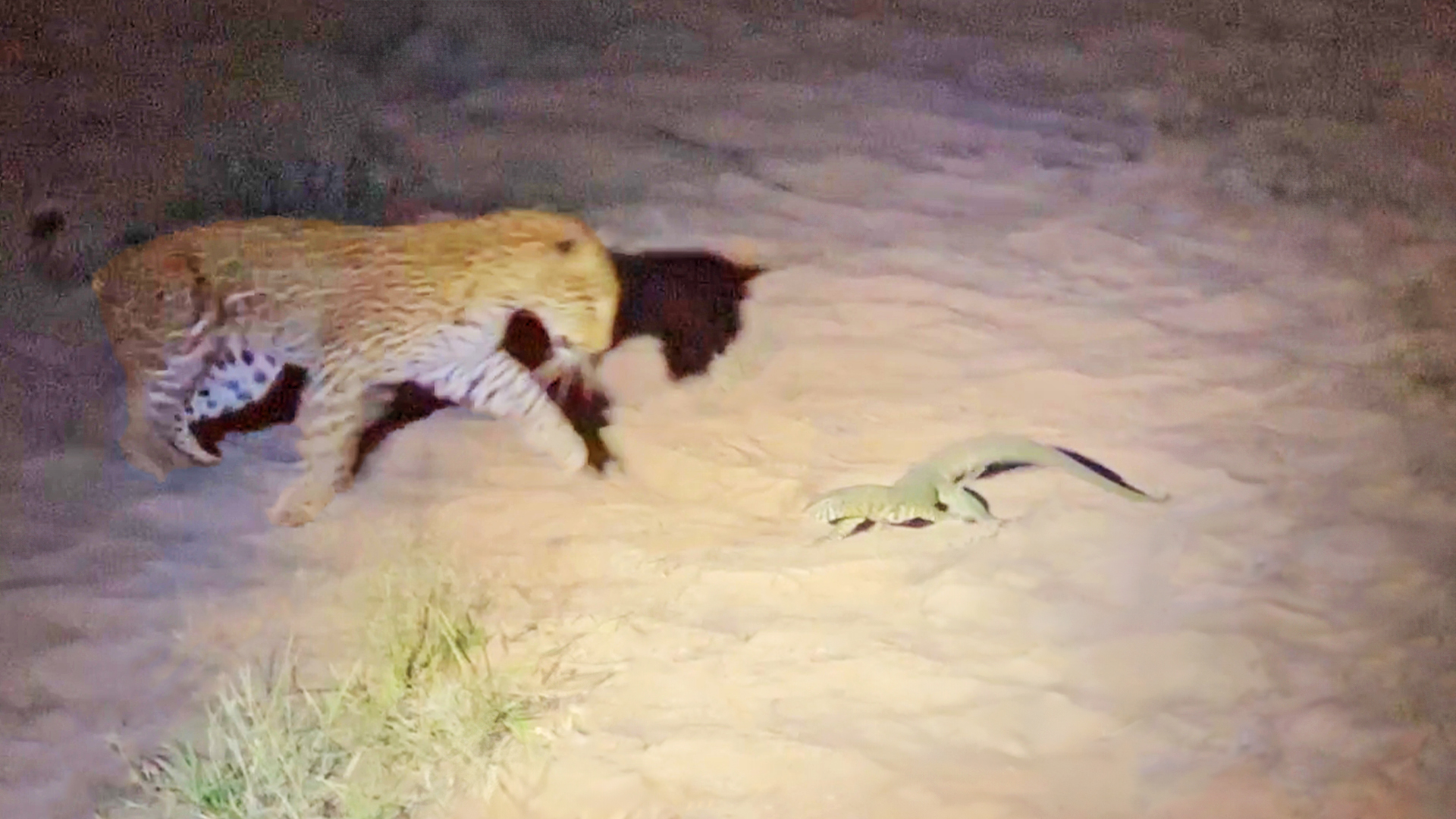 Leopard Snatches Monitor In Quick Strike