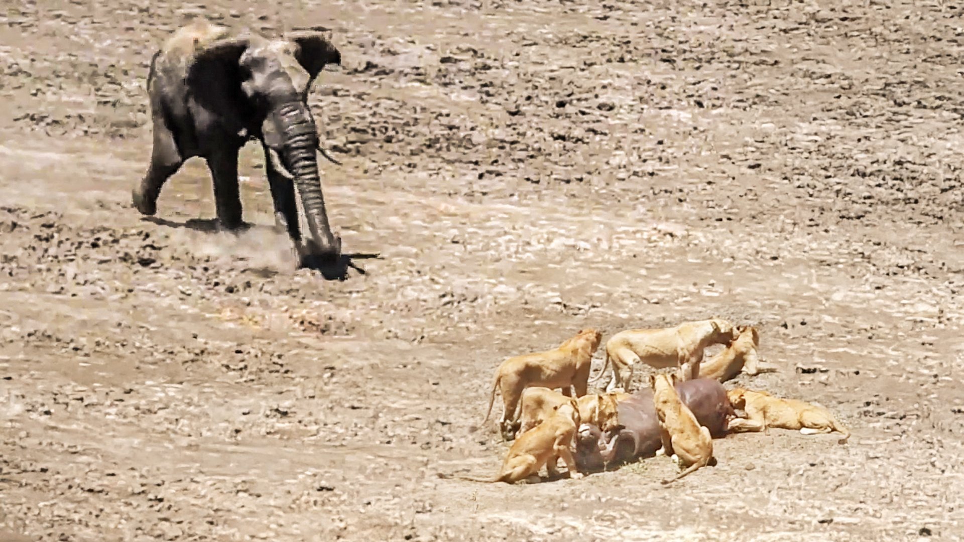 Lions, Leopards, Buffalo, Elephants In One Wild Hunt